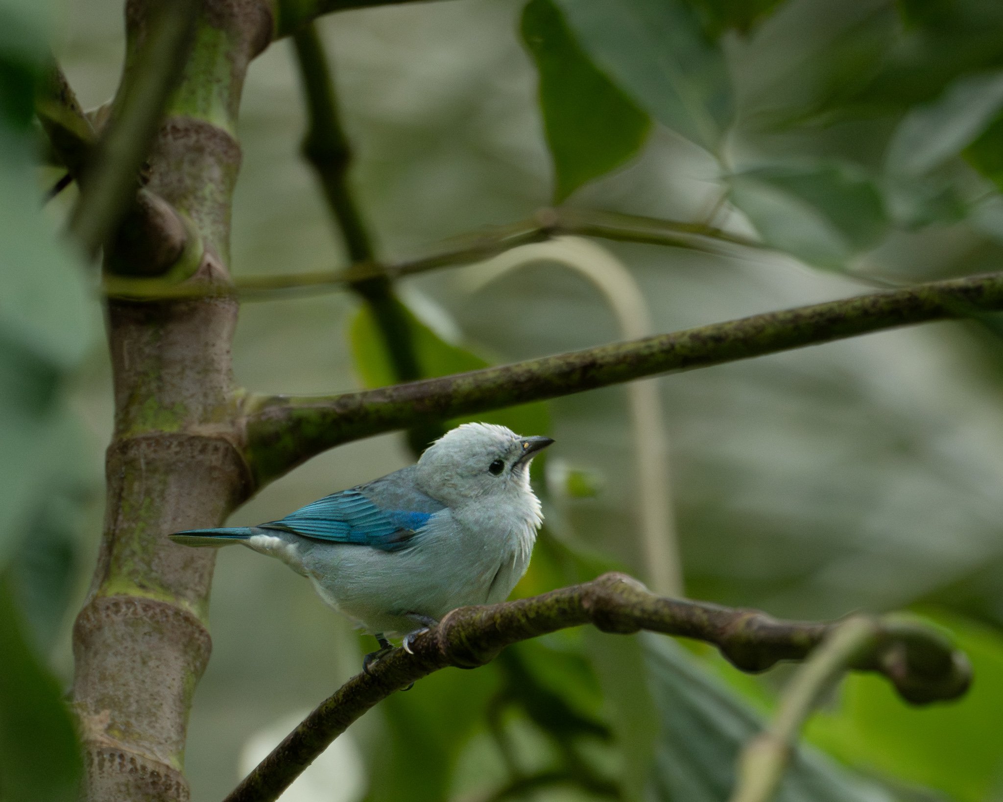 Blue-gray Tanager