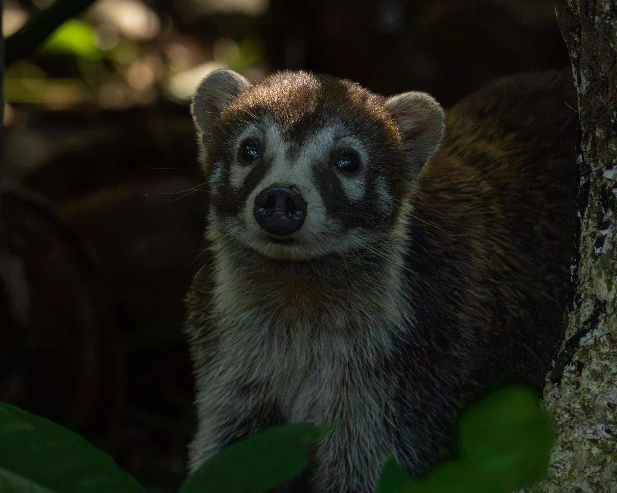Coati