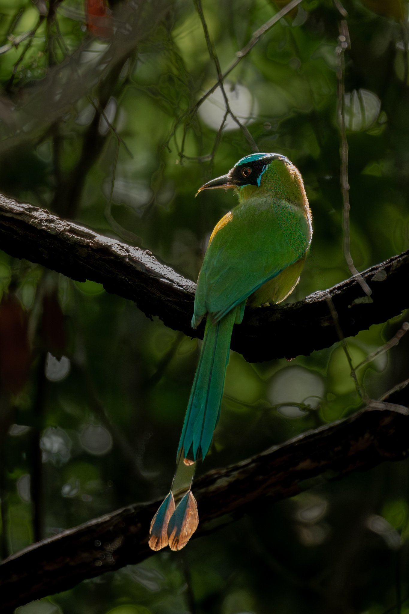 Turquoise-browed Mot Mot