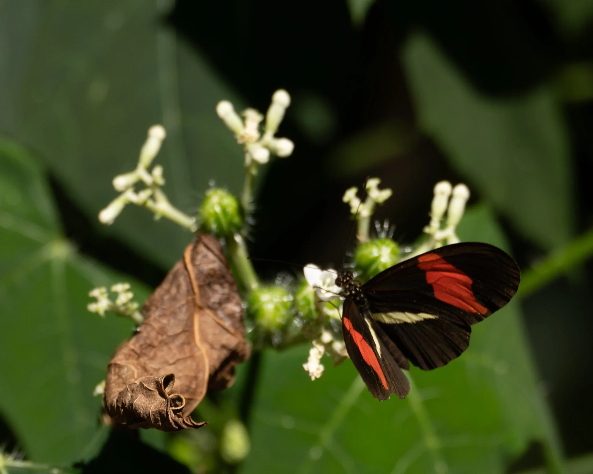 Heliconius Erato