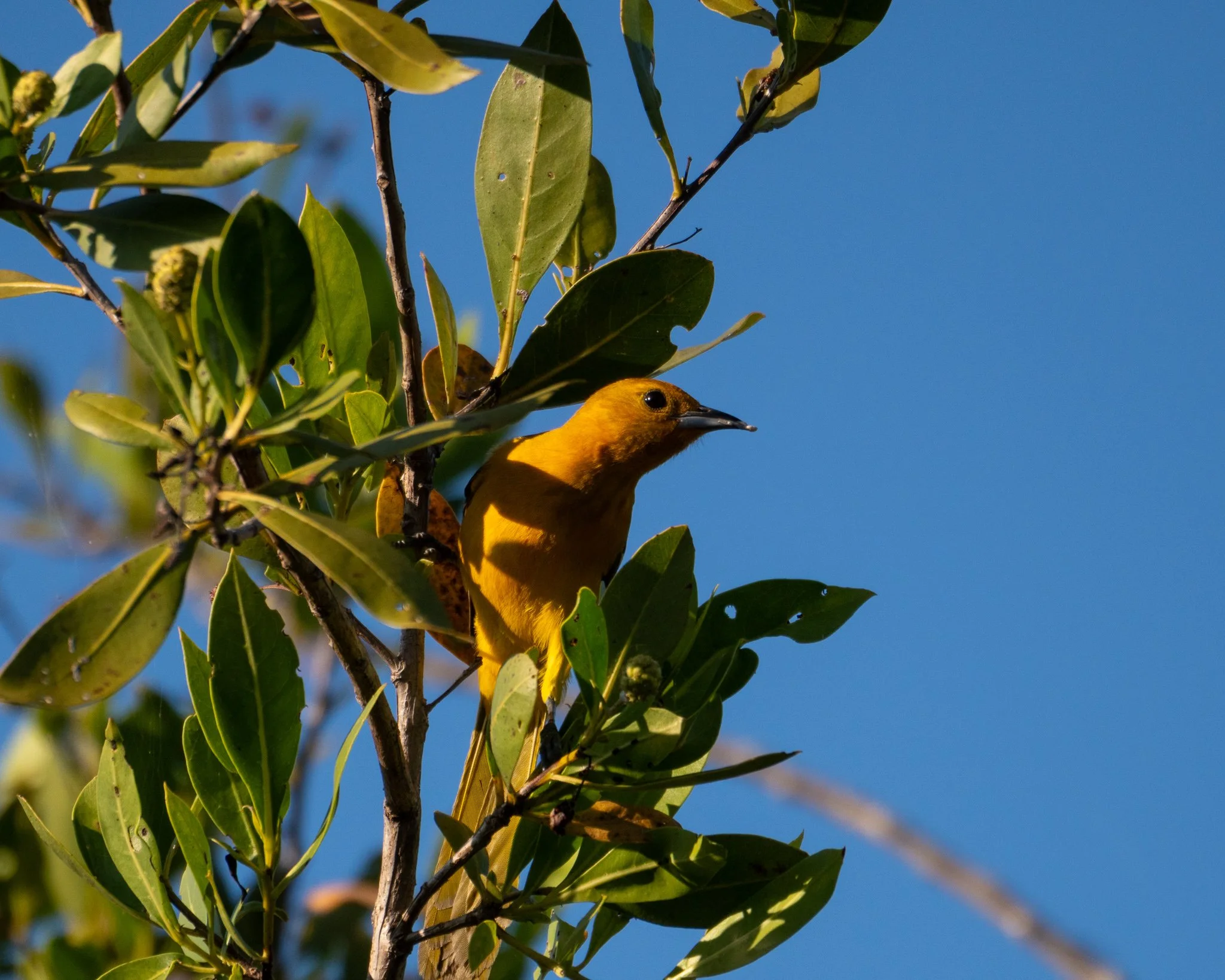 Hooded Oriole