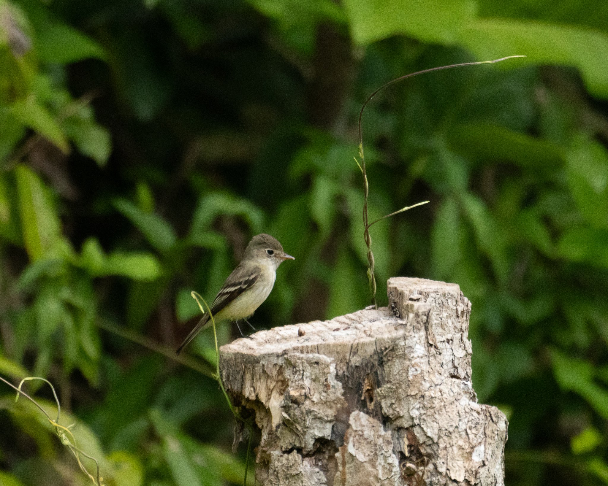 Yellow-bellied Elaenia