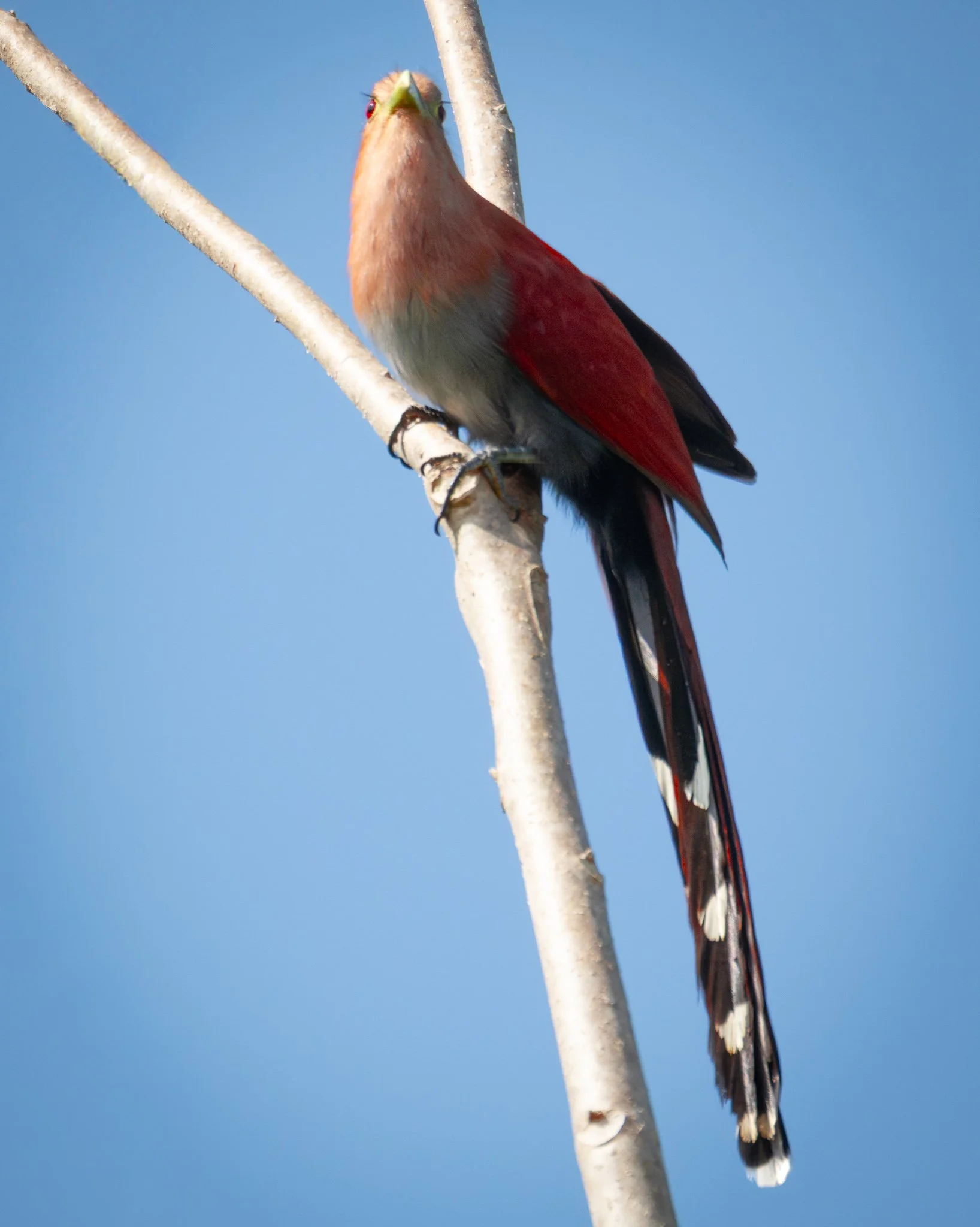 Common Squirrel Cuckoo