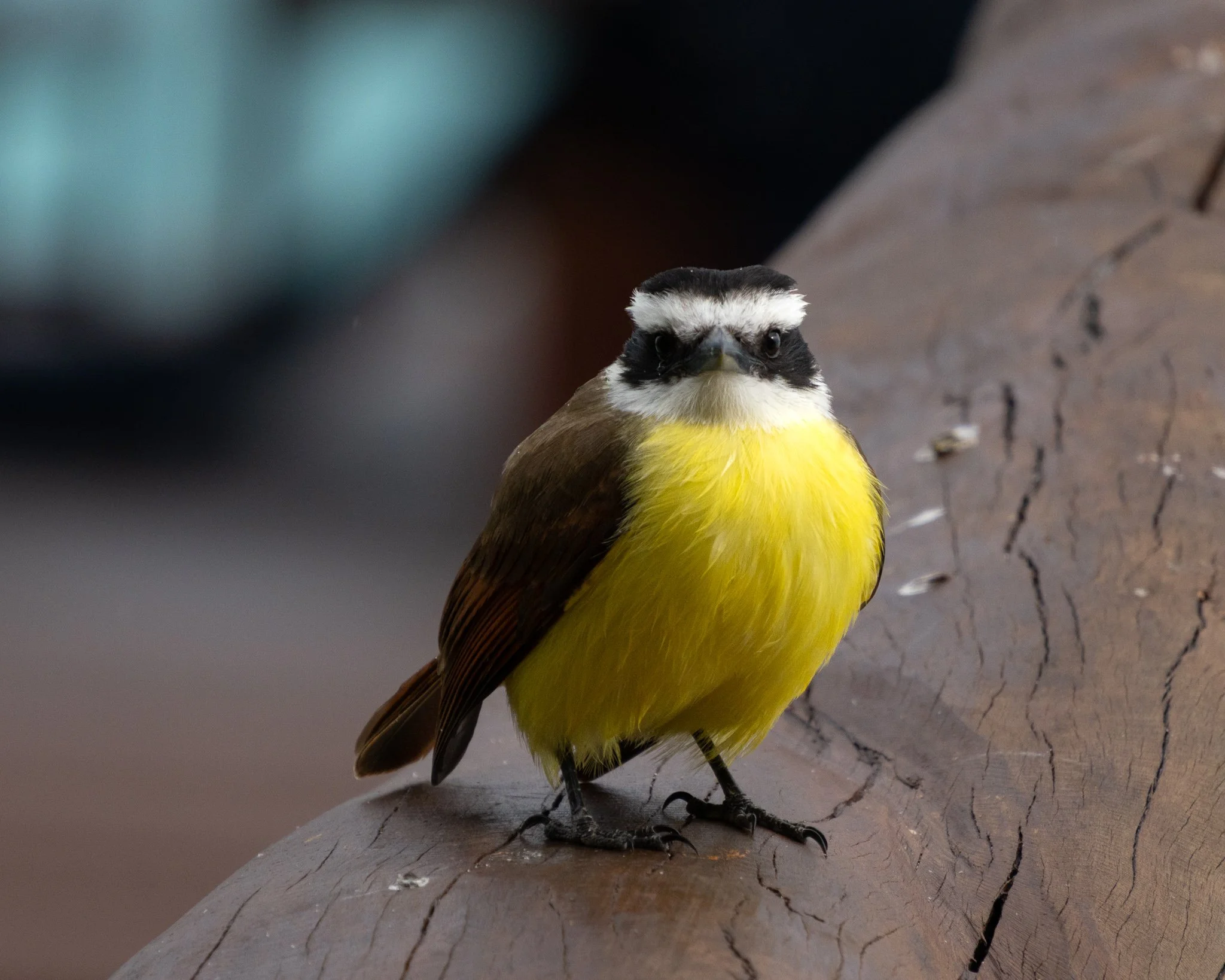 Greater Kiskadee