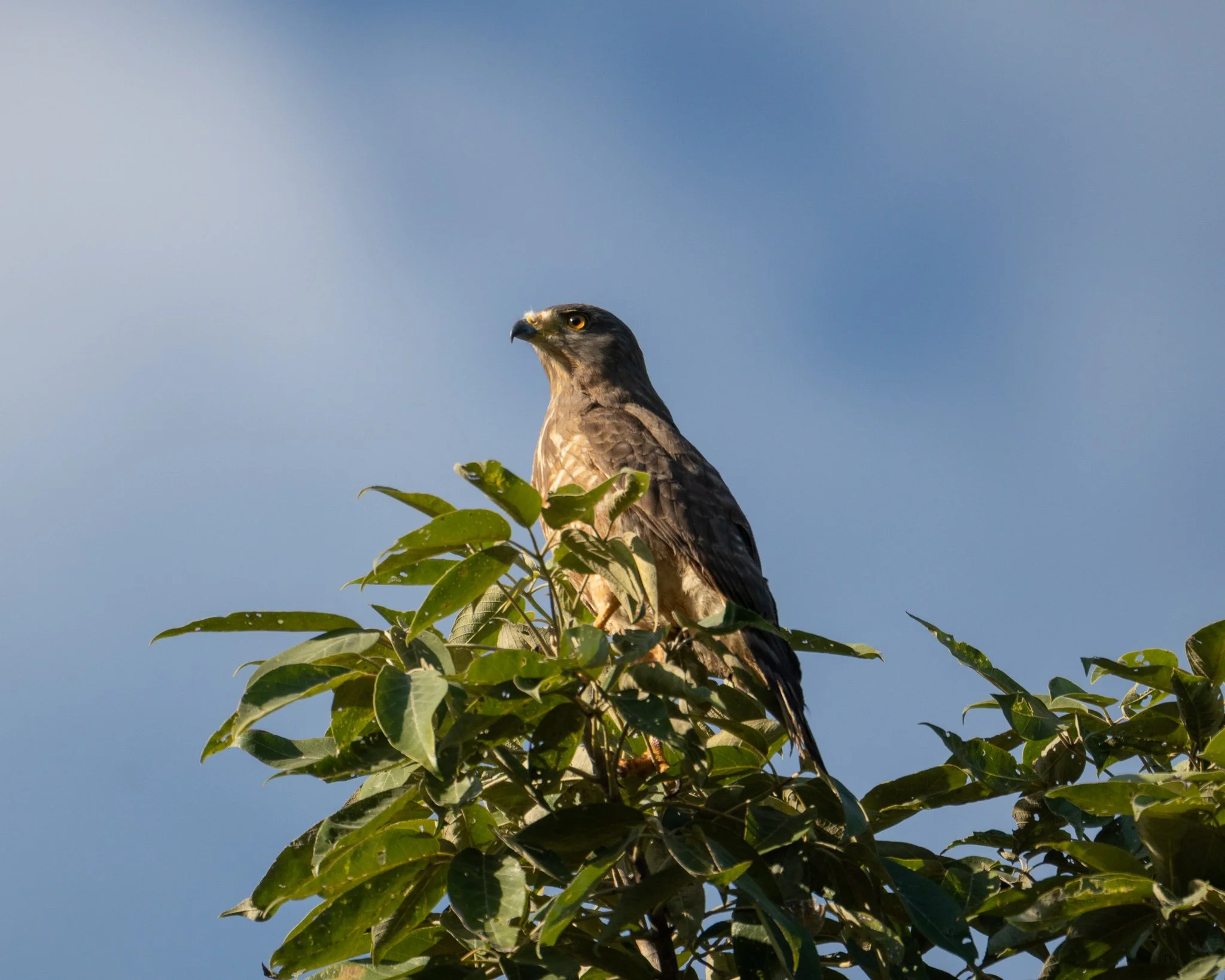 Roadside Hawk