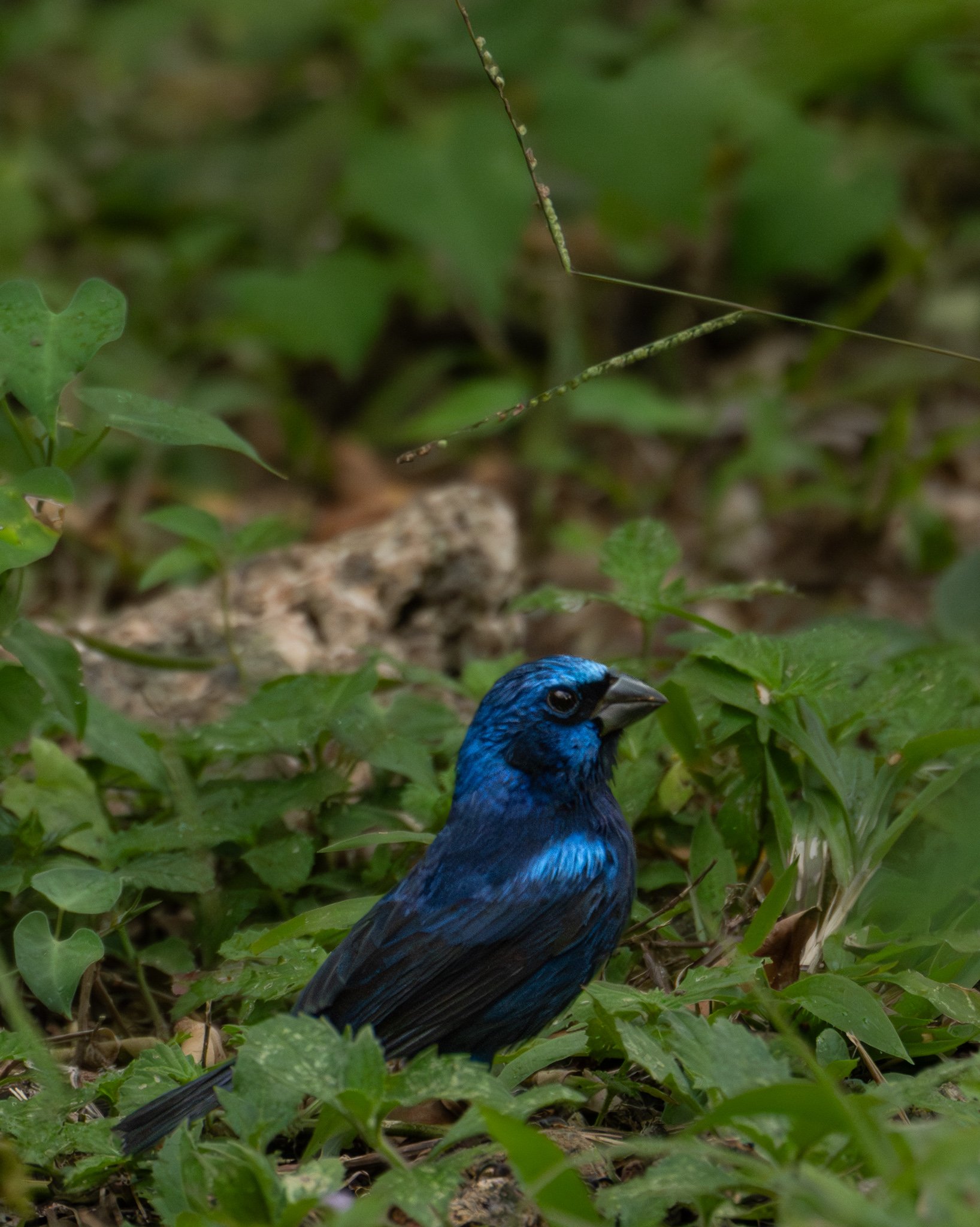 Blue Bunting