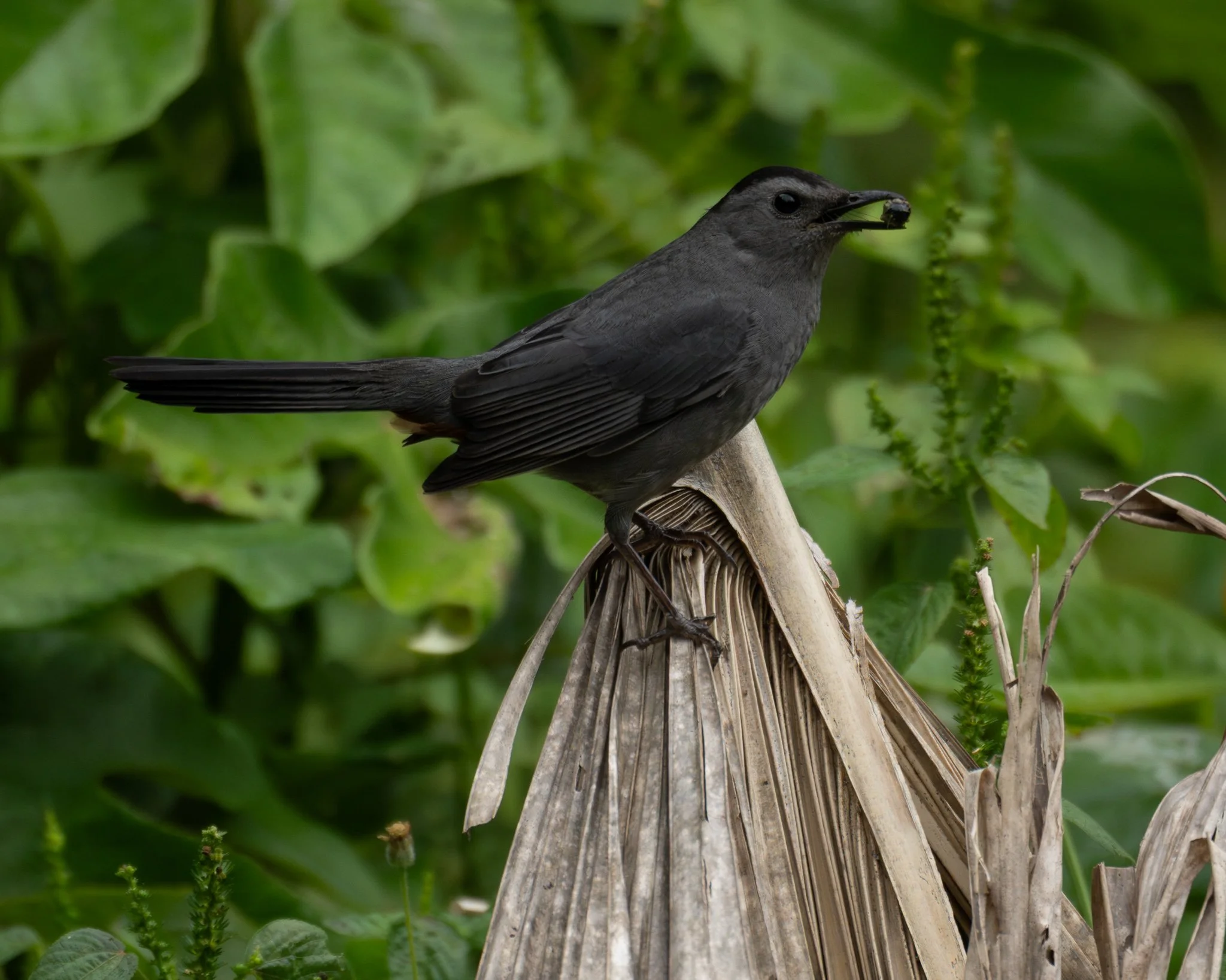 Gray Catbird