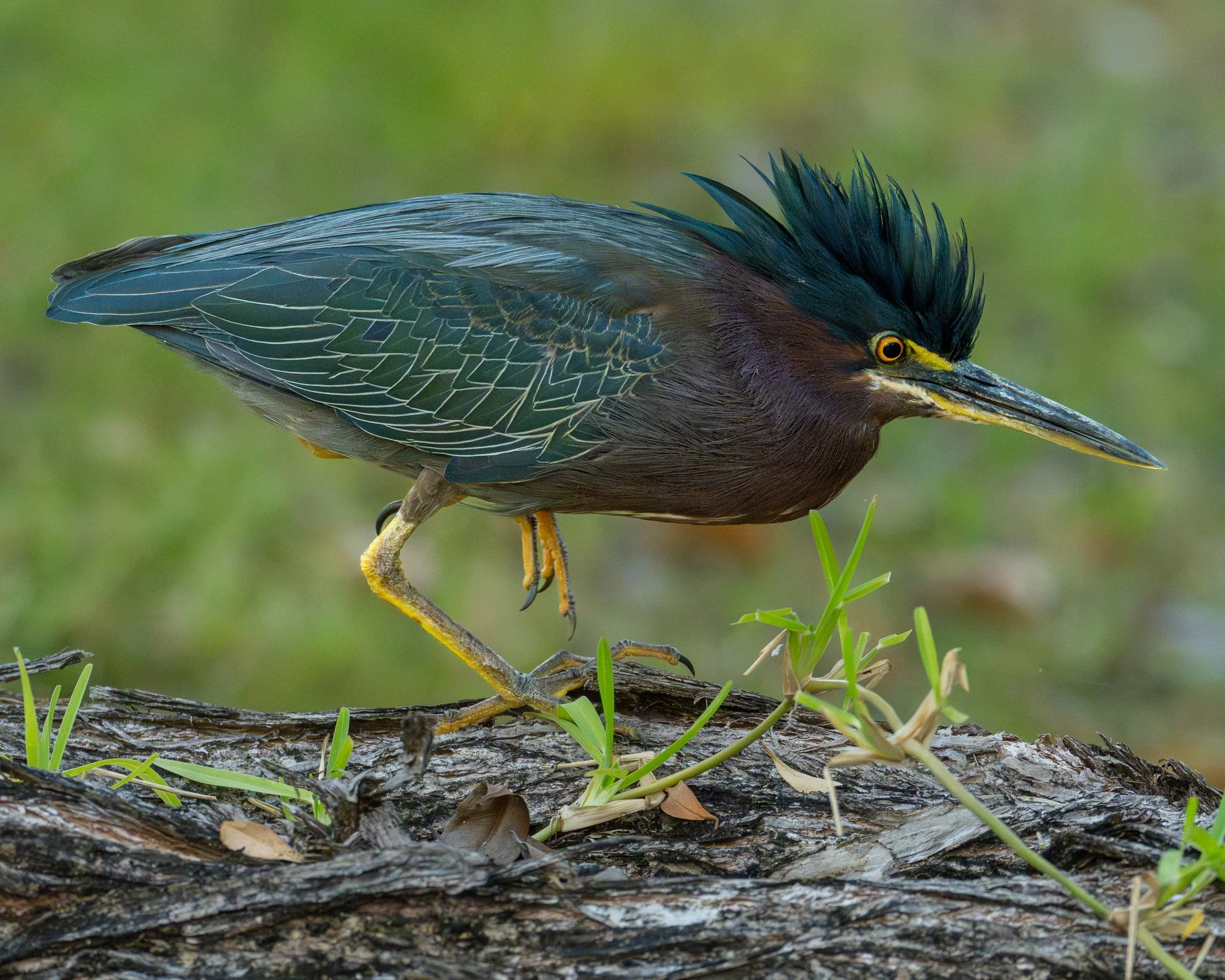 Green Heron