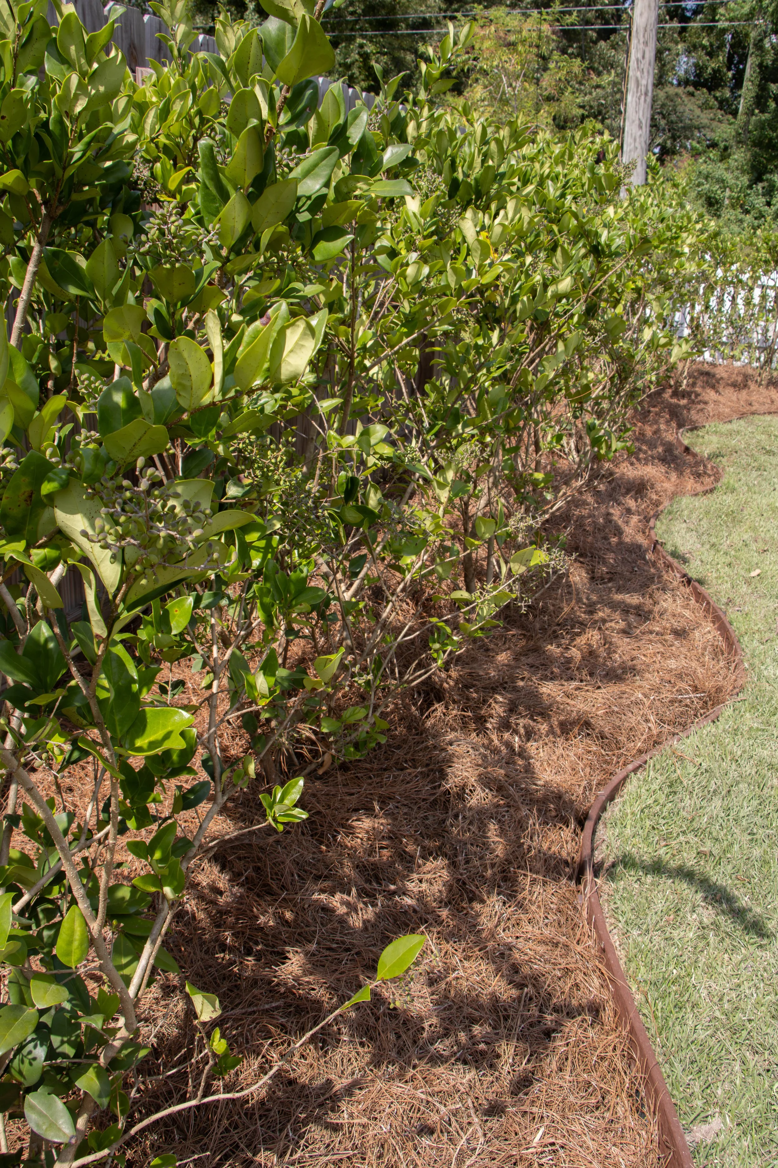 wavy side garden.jpg
