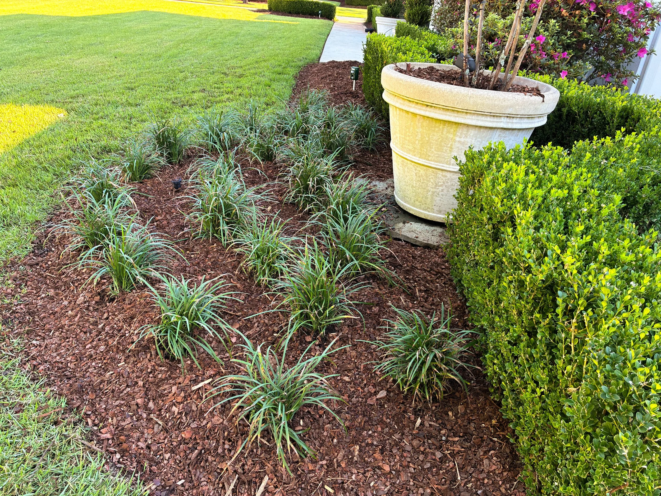Liriope that we added in front of a boxwood hedge