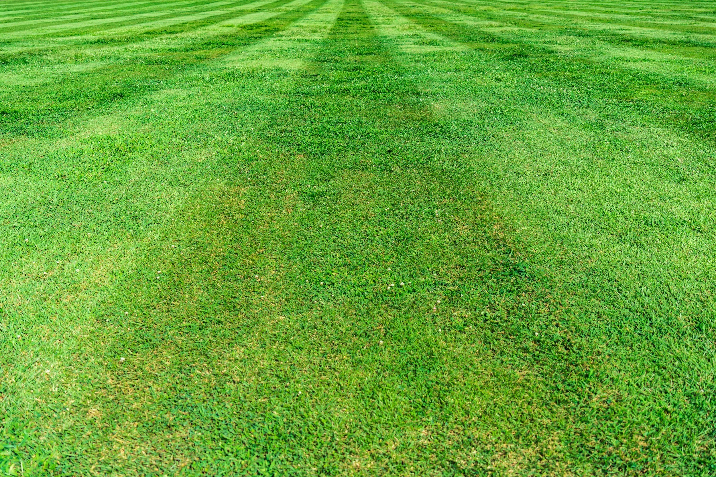 Image of a nice, green lawn