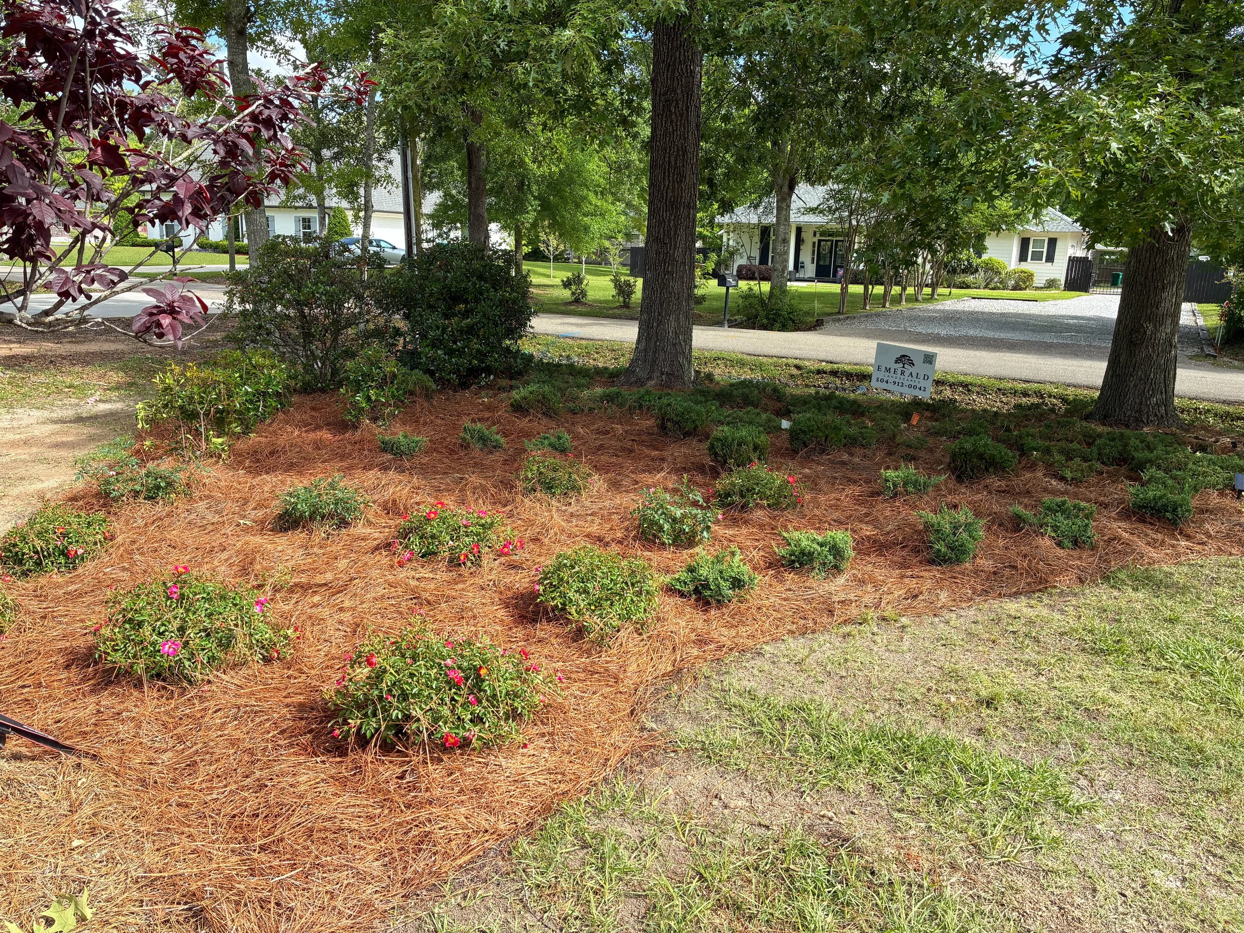Popular Plants for Homeowners’ Yards in Southern Louisiana