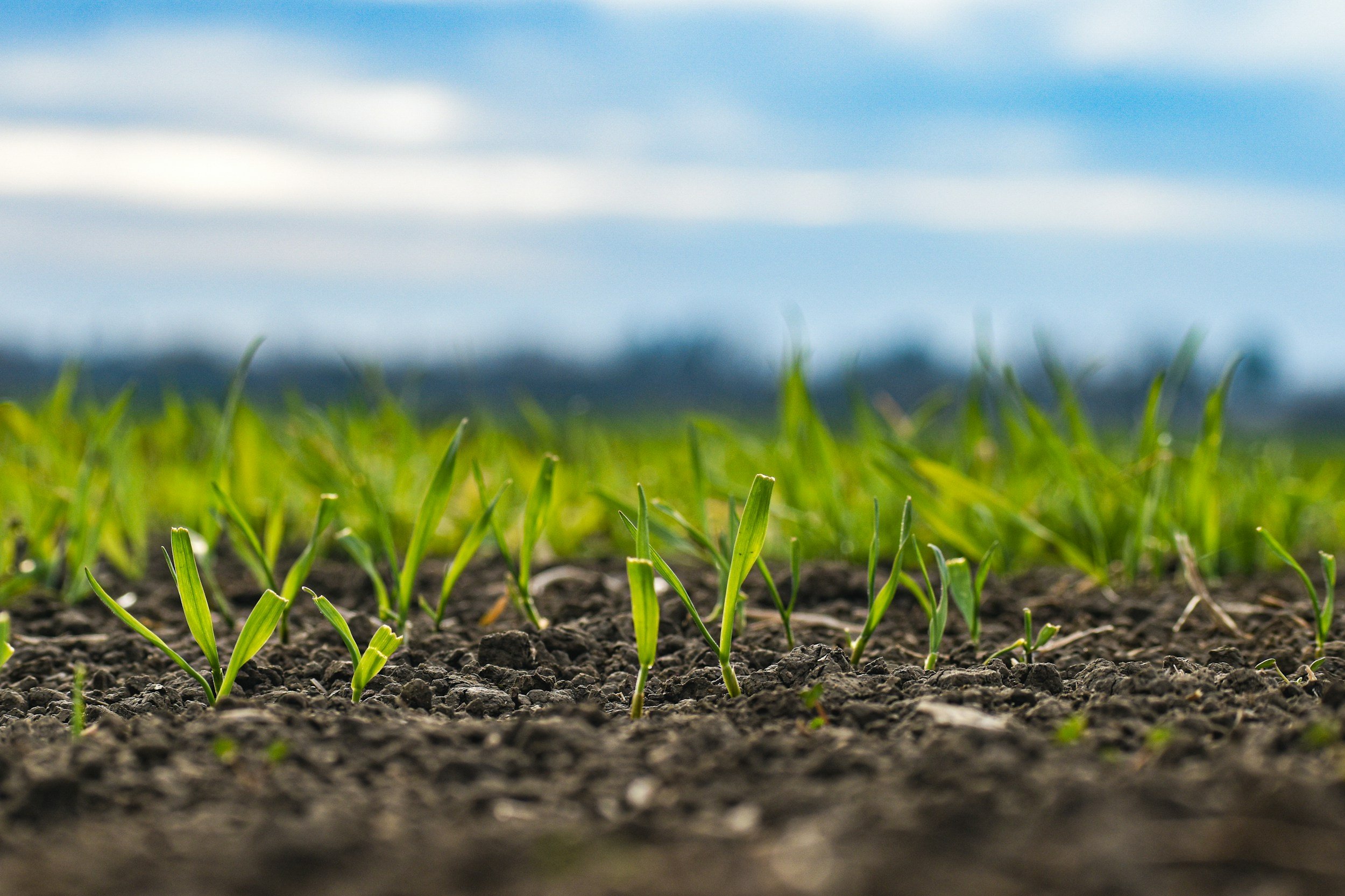 Understanding Lawn Fertilizer in Southern Louisiana: What Every Homeowner Should Know