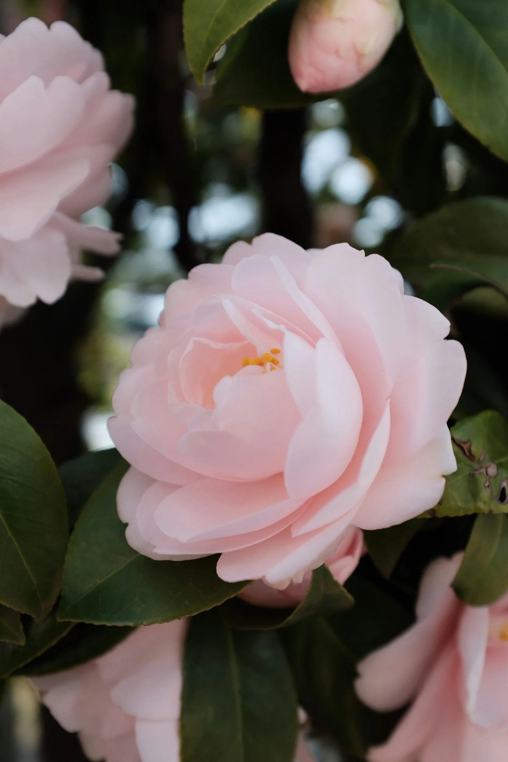 Camellia Plant Guide: Growing Beautiful Camellias in South Louisiana
