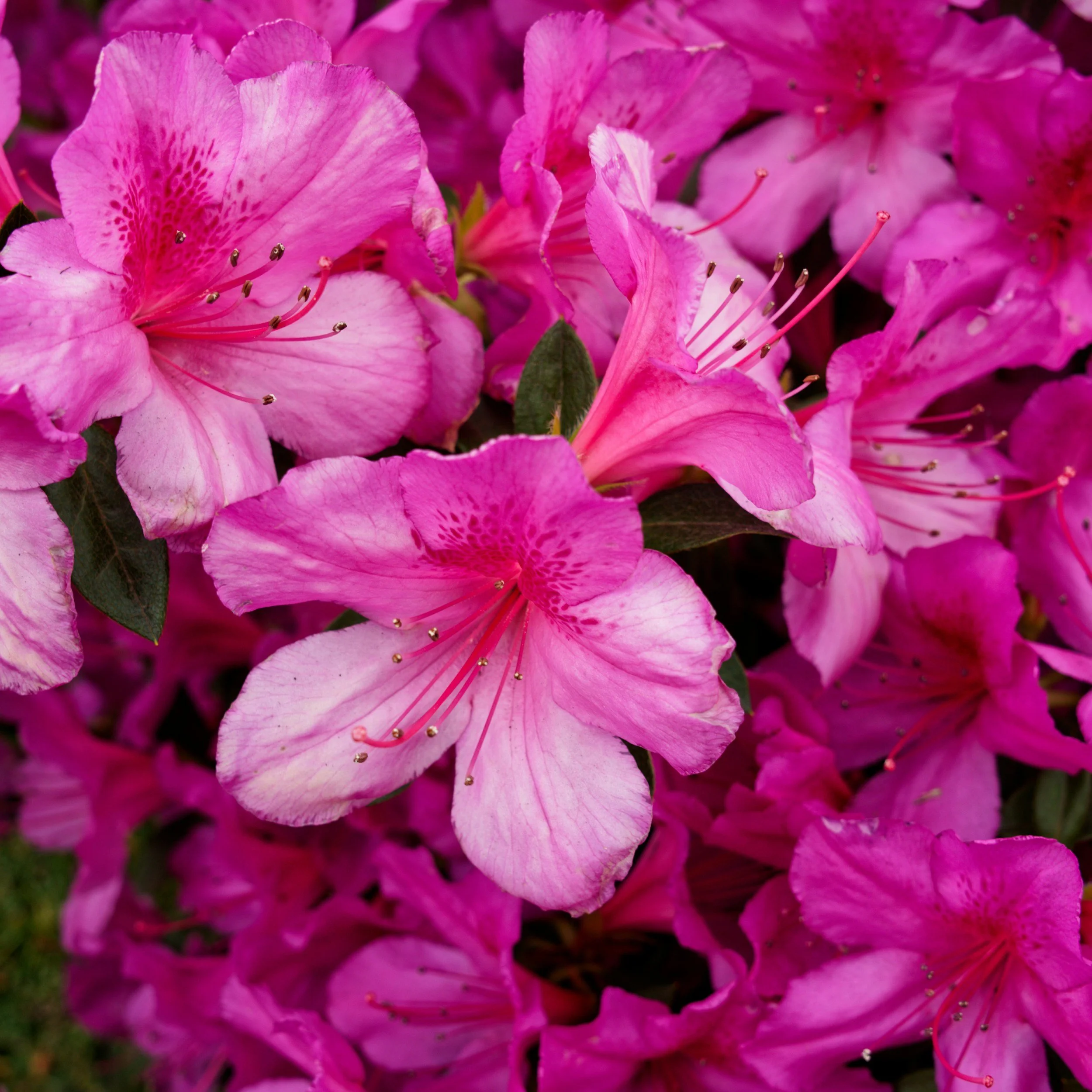 Azalea Plant Guide: Growing Beautiful Azaleas in South Louisiana