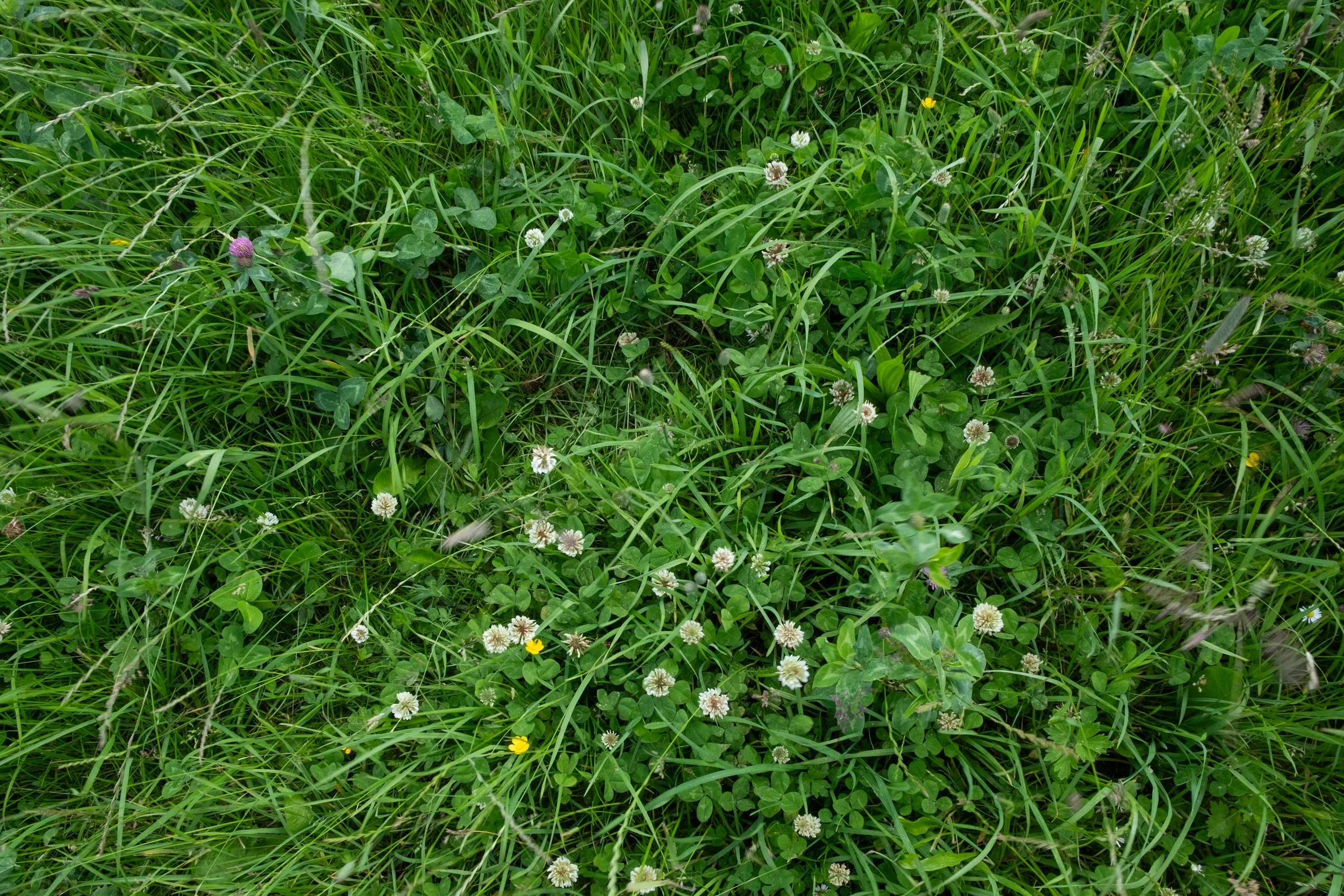 The Most Common Lawn Weeds in South Louisiana (And How to Get Rid of Them)
