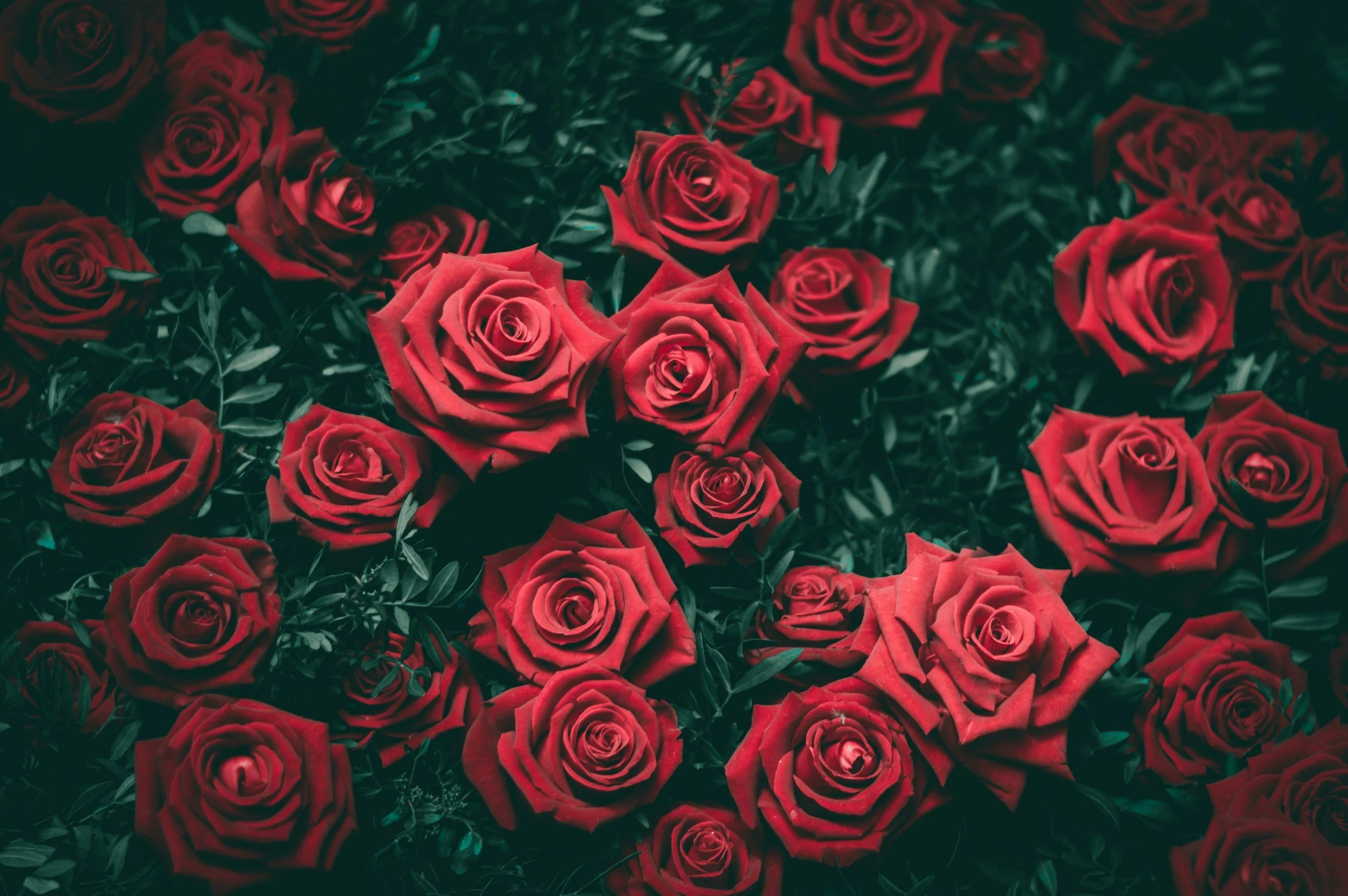 Drift Rose Plant Guide