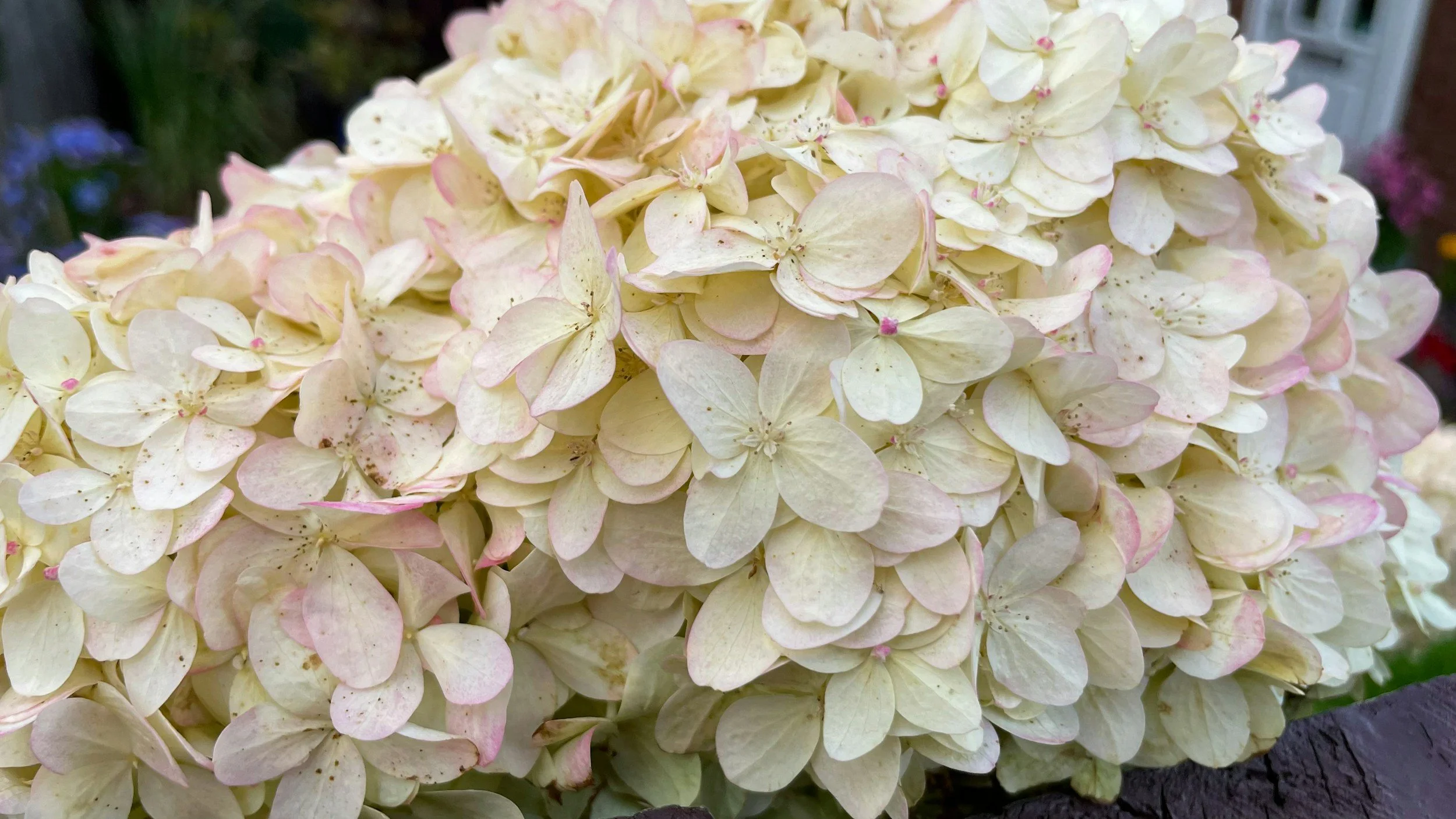 Limelight Hydrangea Plant Guide