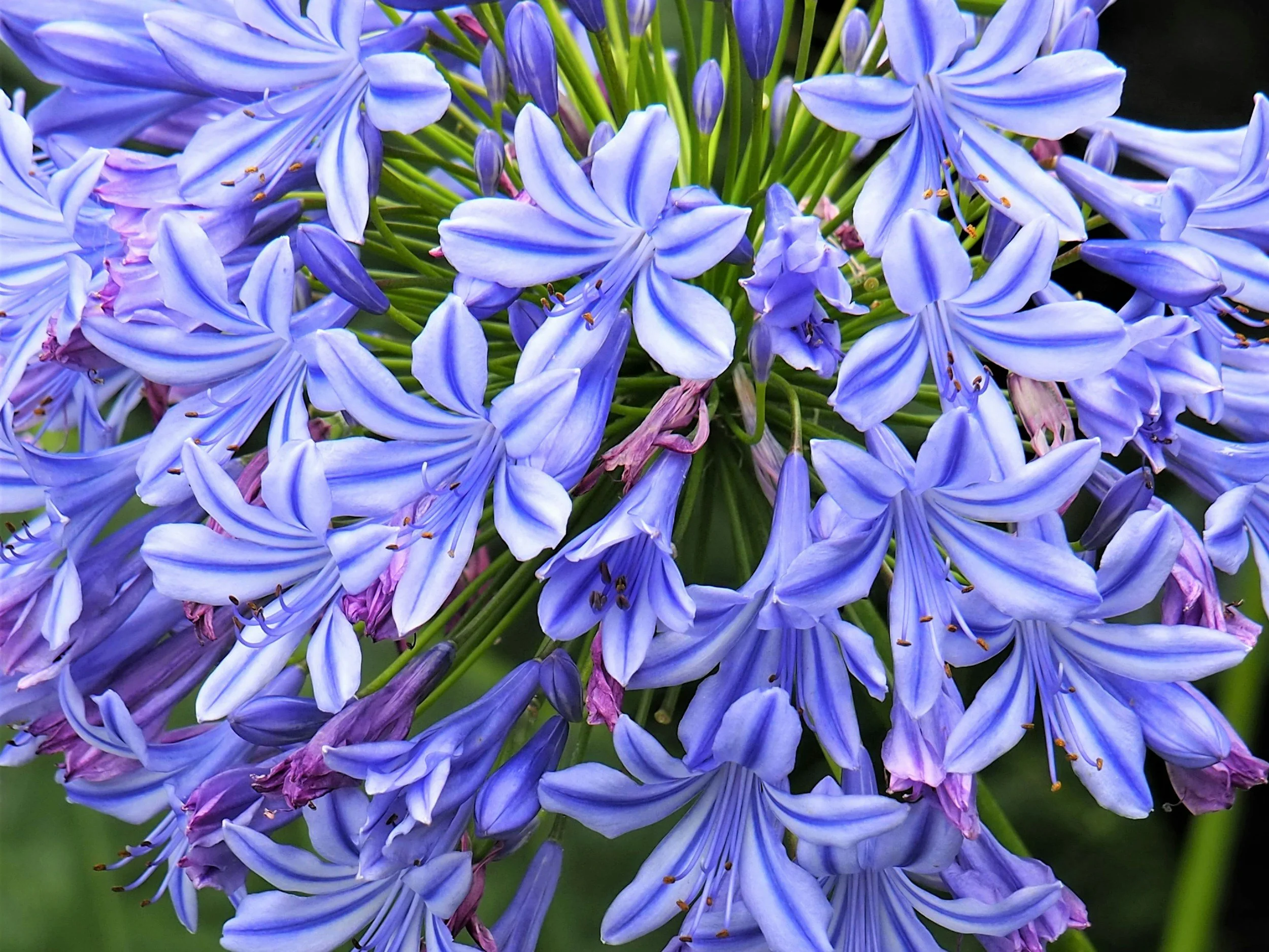 Agapanthus Plant Guide
