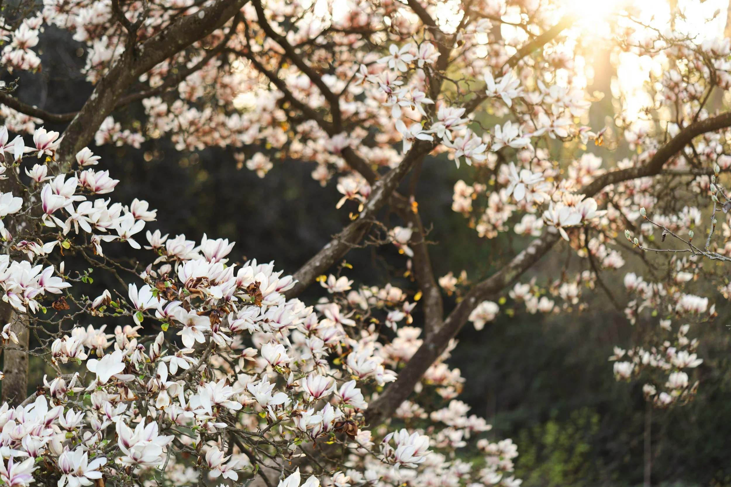 Magnolia Plant Guide