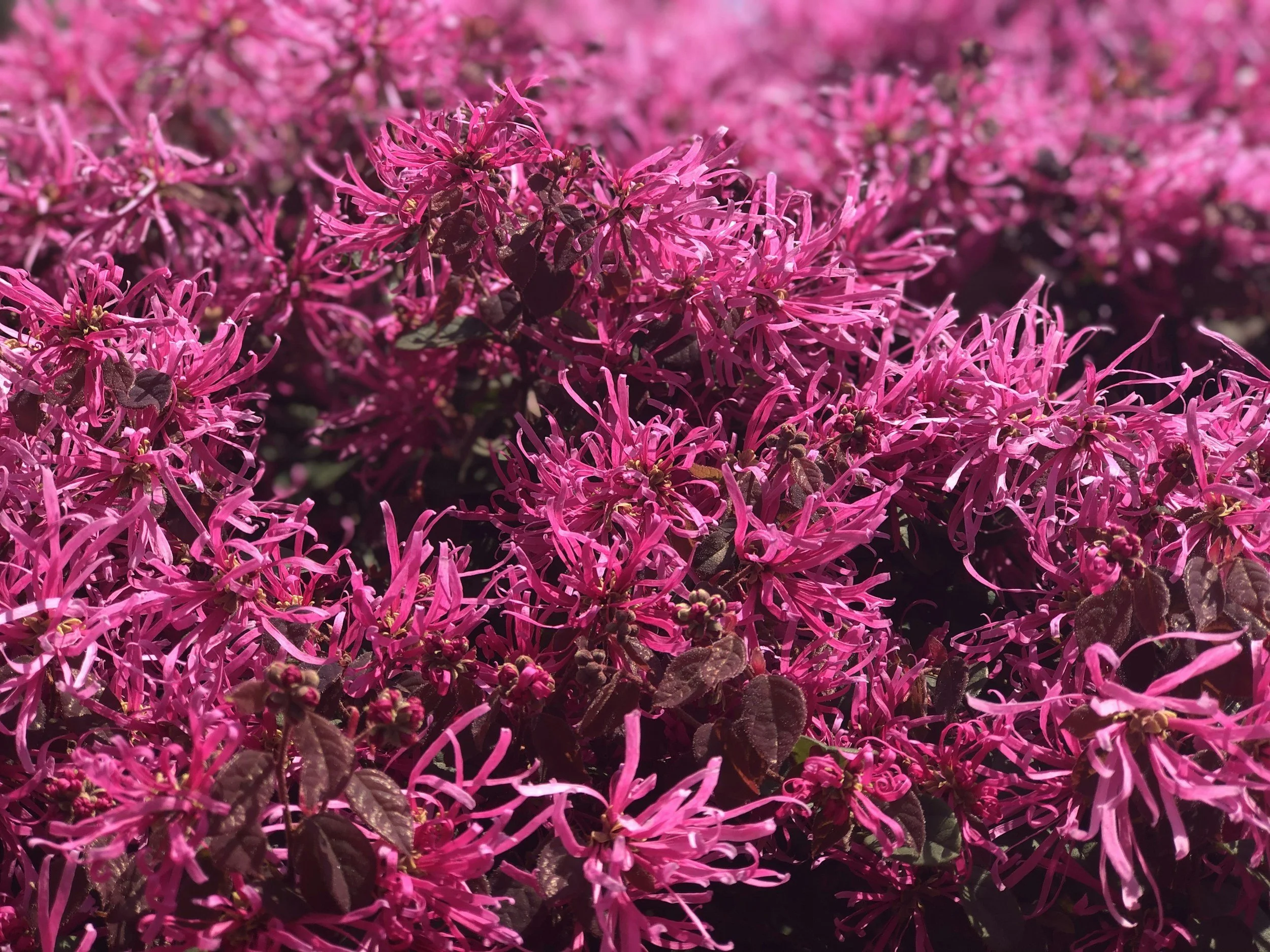 Loropetalum Plant Guide