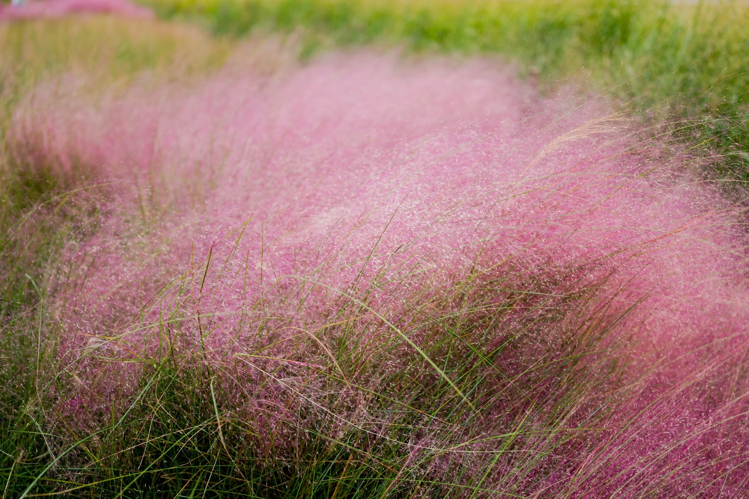 Muhly Grass Plant Guide