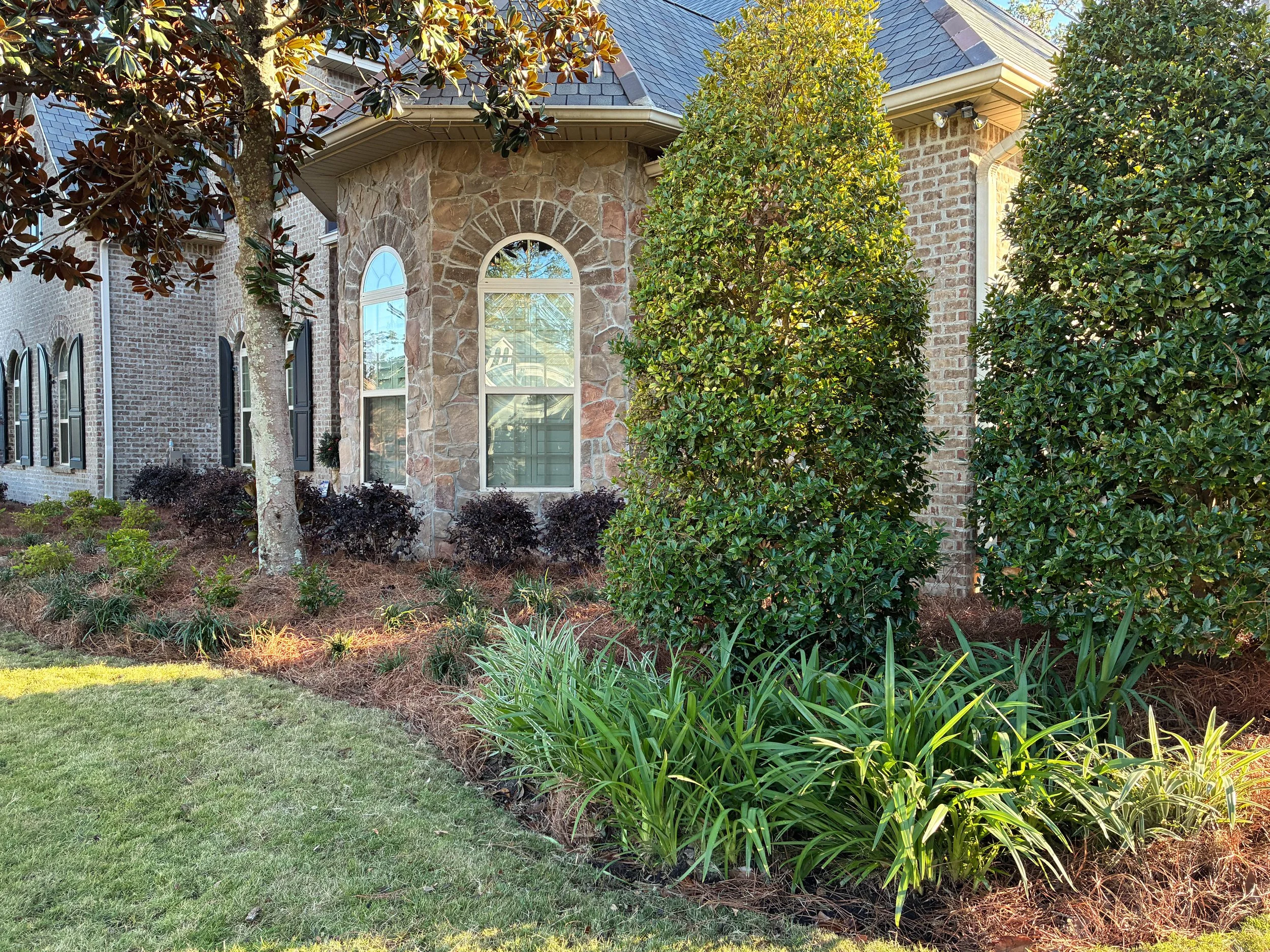 closer view of garden bed, two big trees, liriope,, and camellias