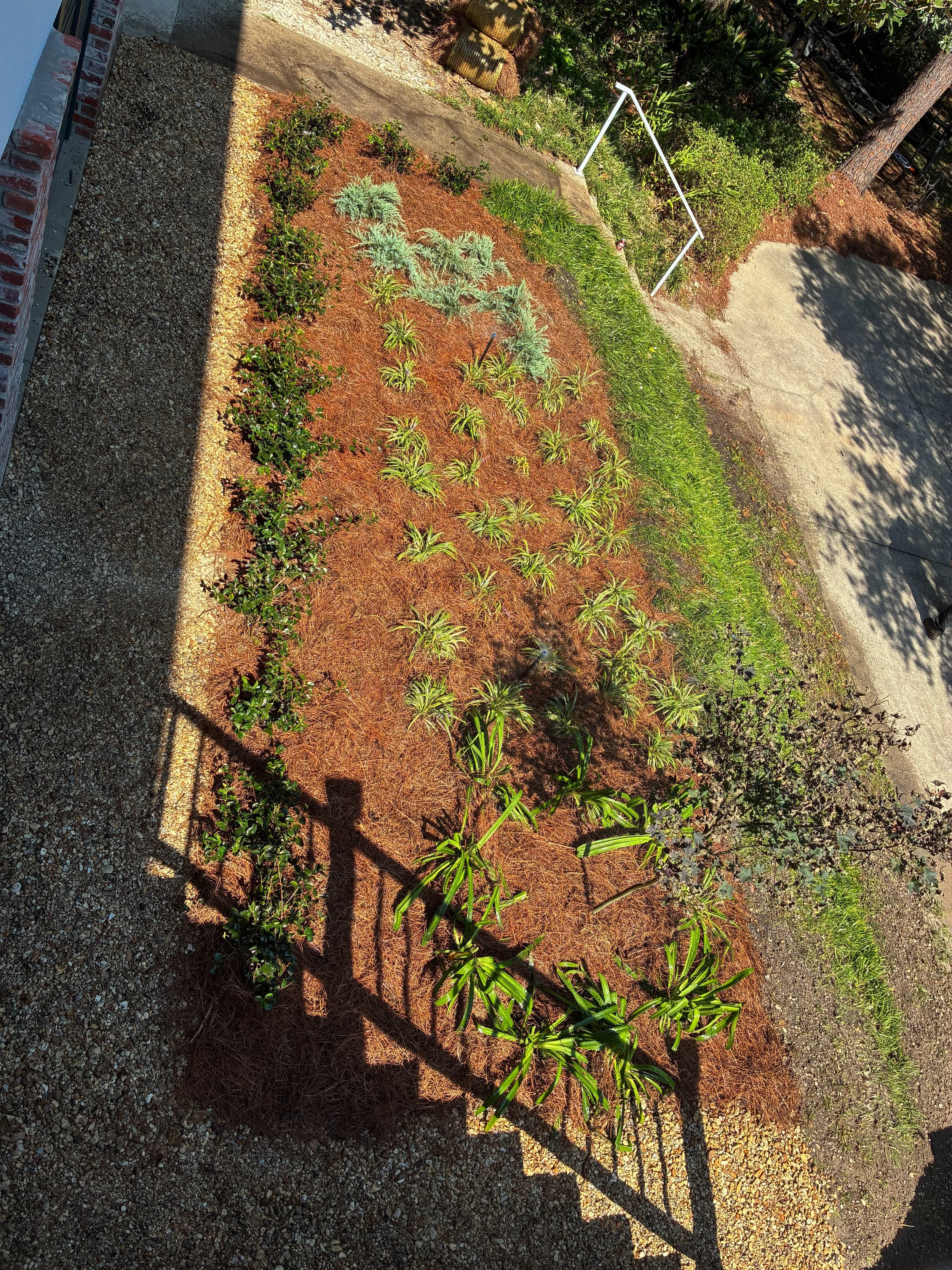 from above angle of garden bed with liriope, other green plants, and pine straw