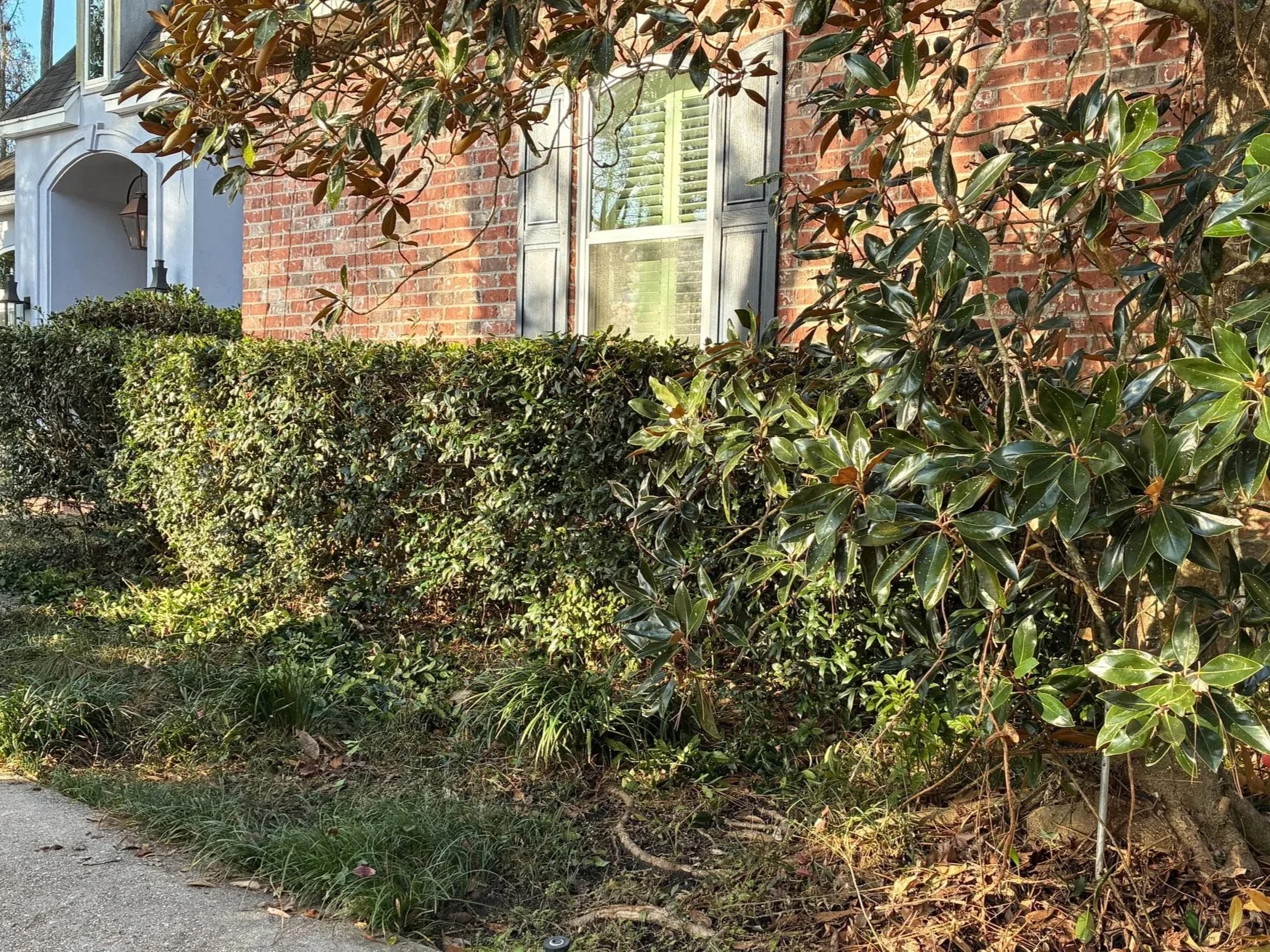 a before image of a messy, unkempt garden bed