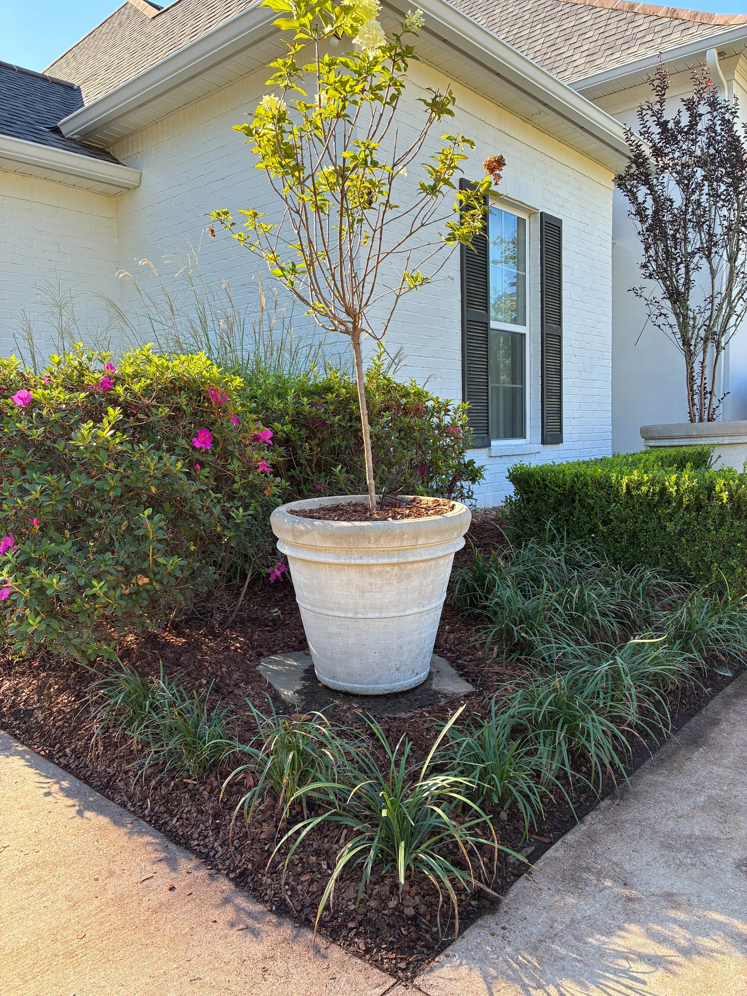 corner of garden bed with a tree in a planter and liriope surrounding