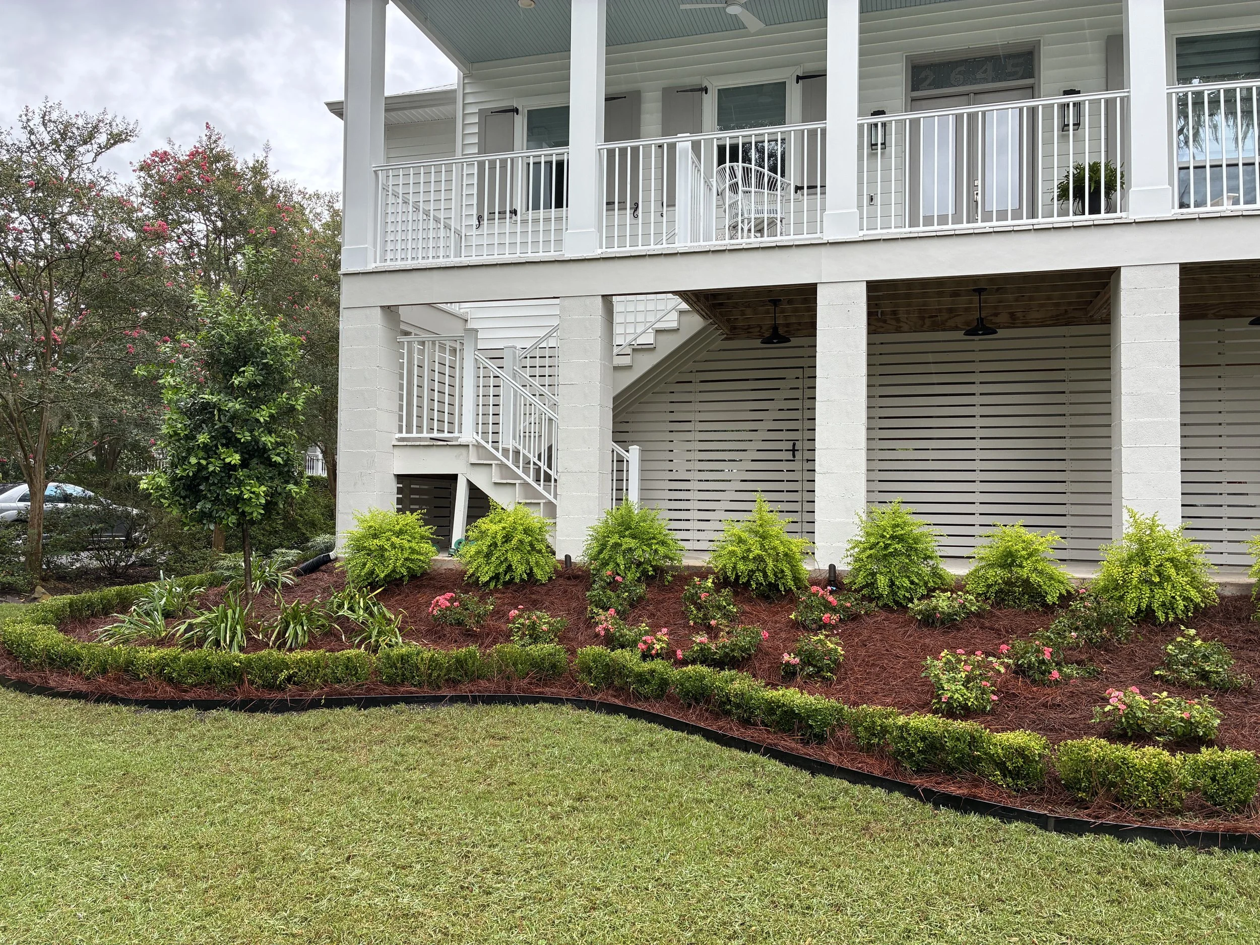 first half of big garden bed in front of a big house. has roses, boxwood hedge, trees, agapanthus, and a nice deep red brown mulch