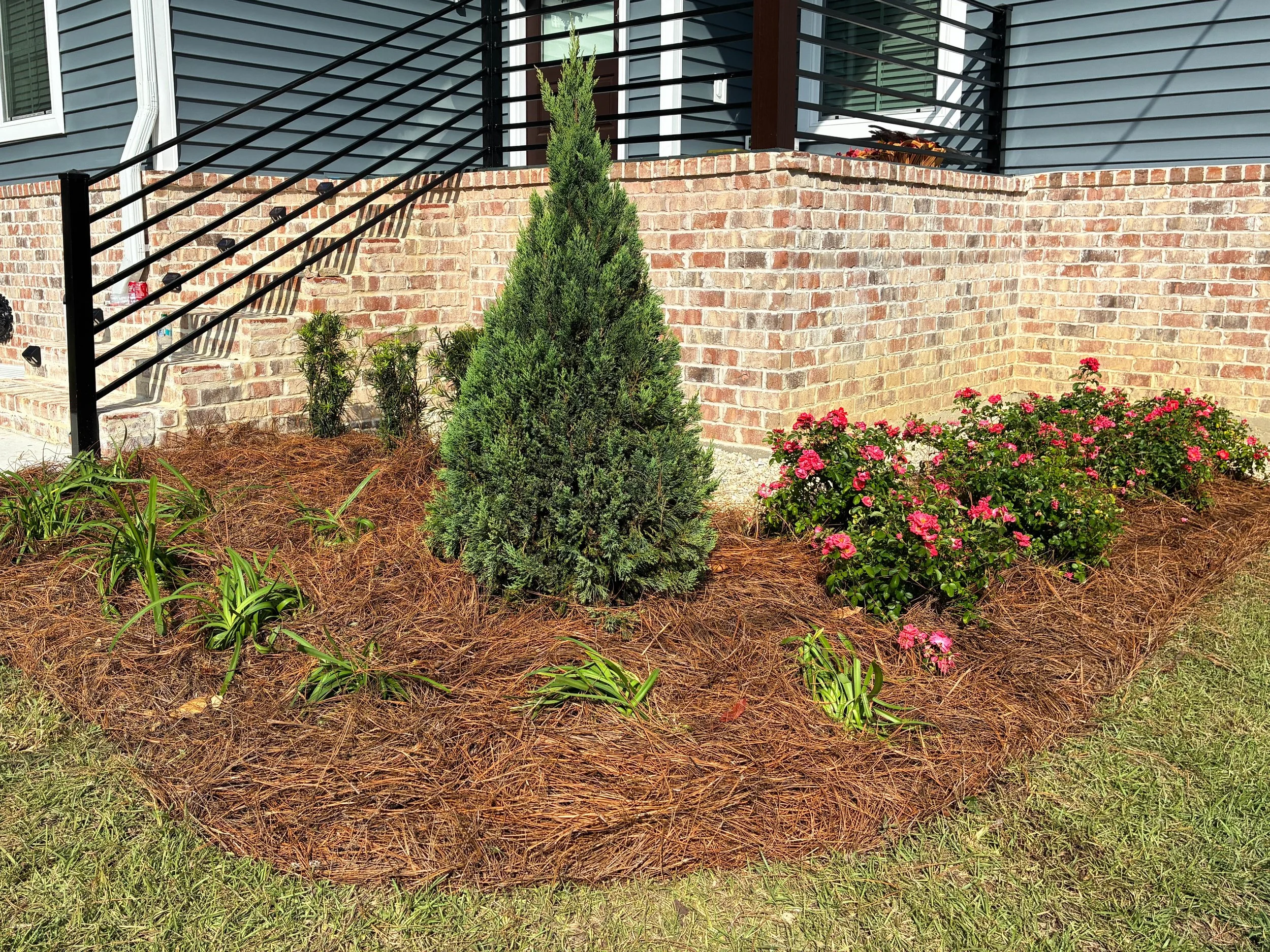 image of juniper tree, dwarf yews, and roses with pinestraw mulch