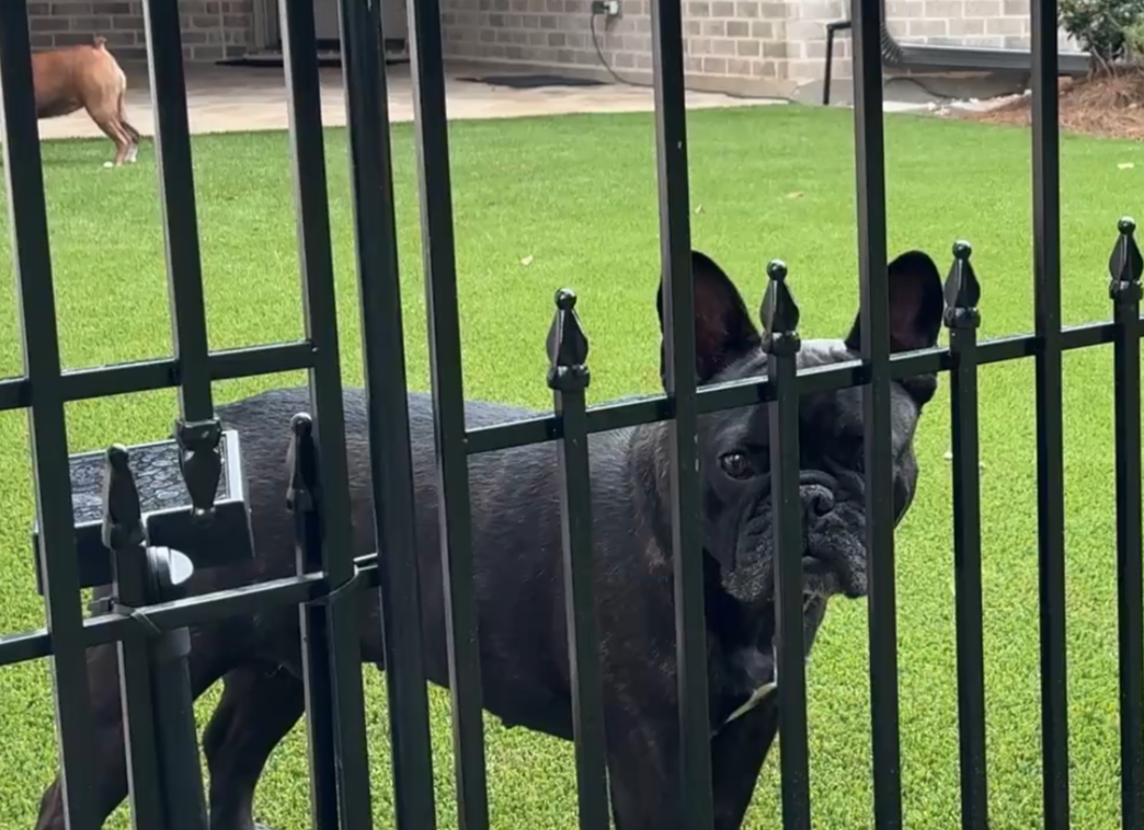 dog through fence on artificial turf