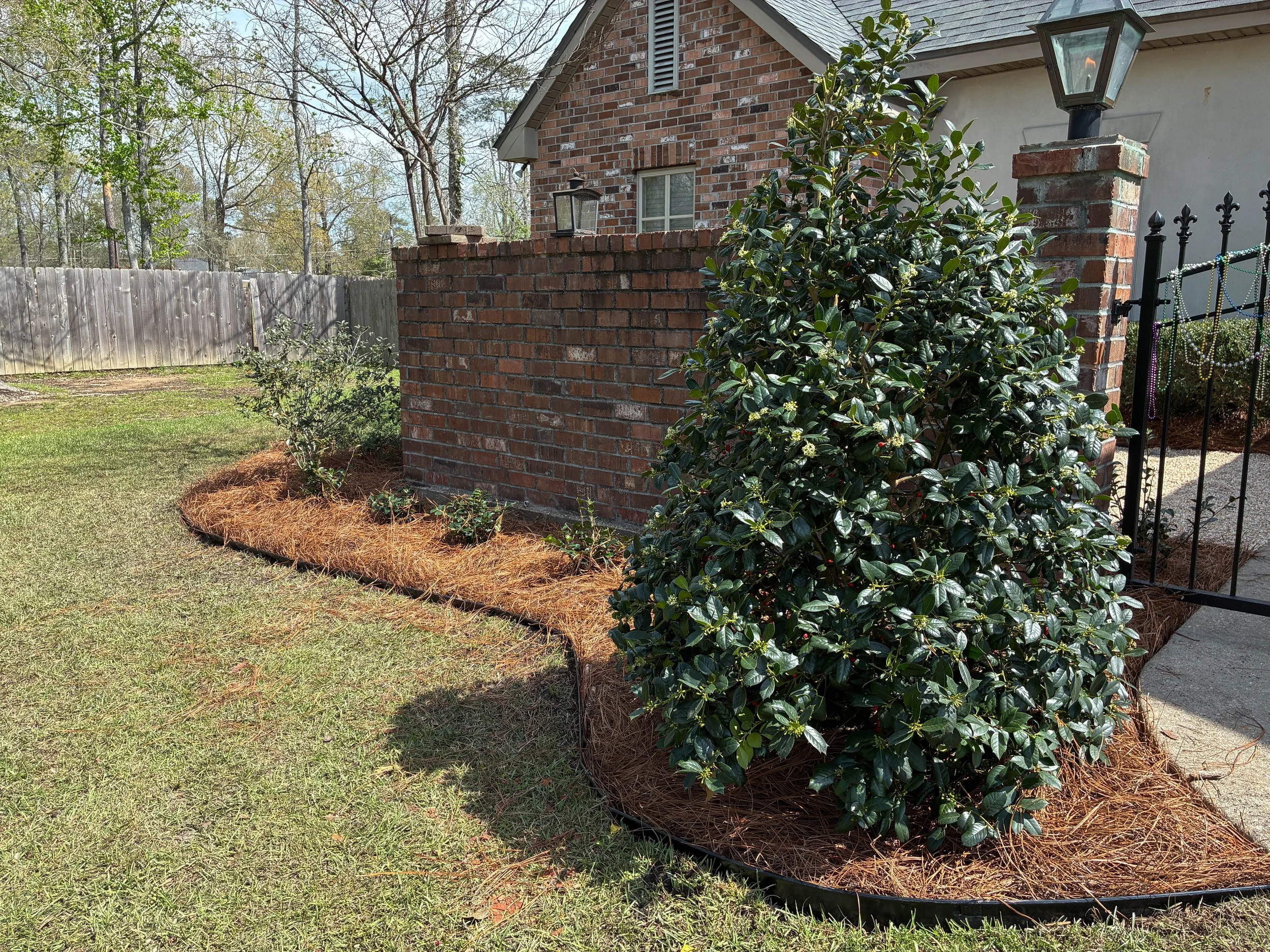 garden bed in front of a brick wall and gate. showcasing 30 gallon holly