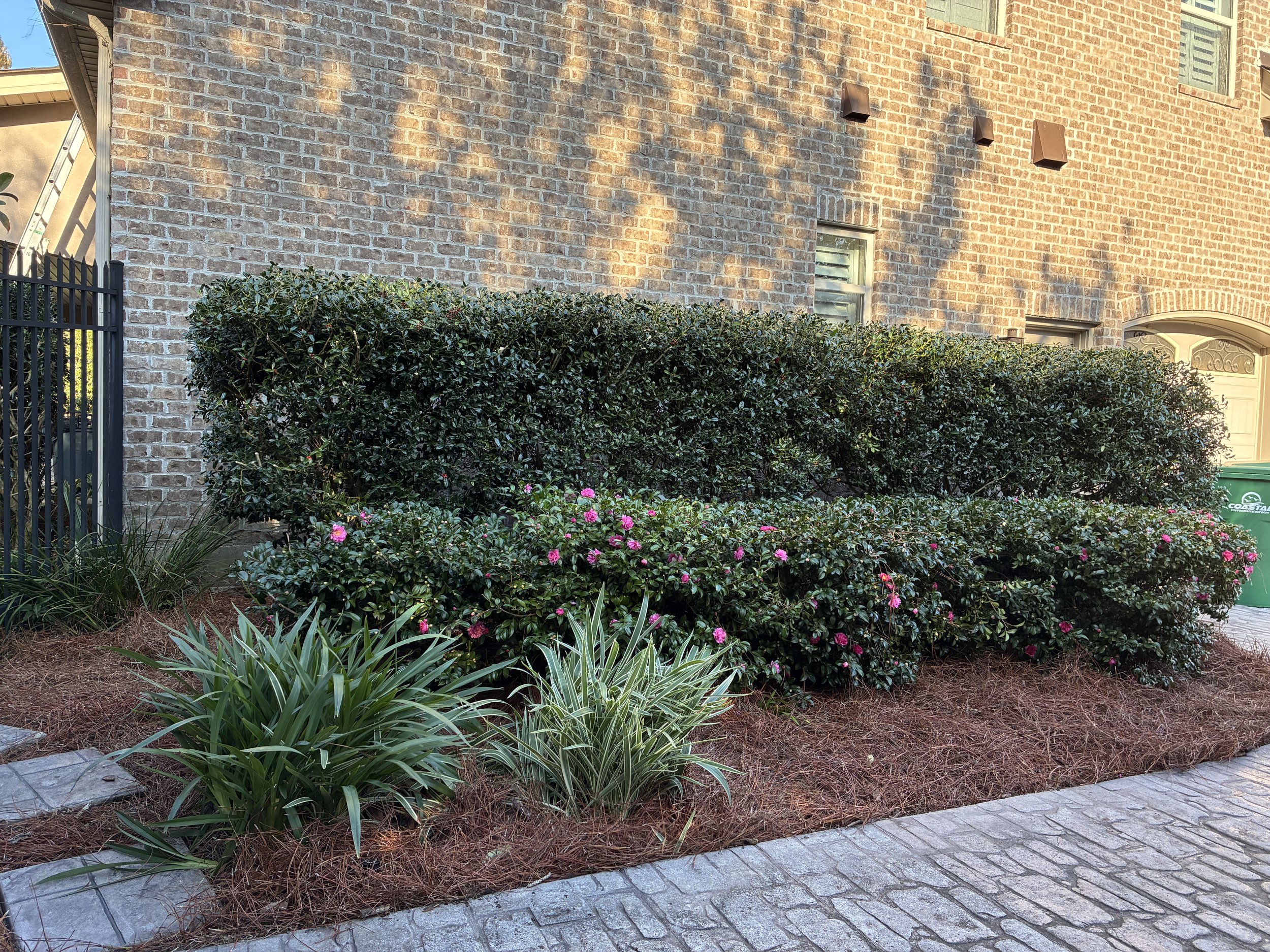 side of house garden bed that had its hedges trimmed up