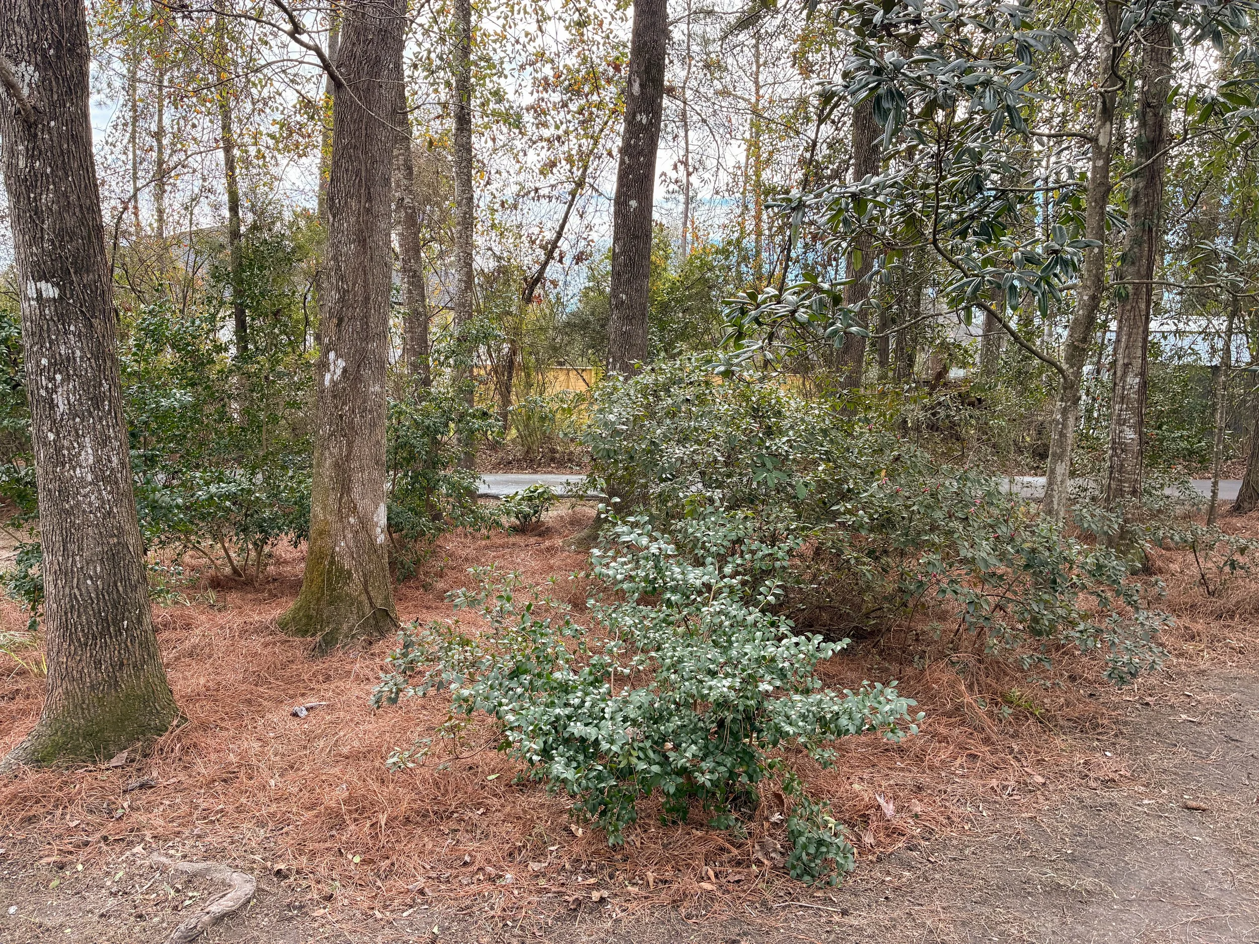 spring cleanup of garden bed, new pinestraw mulch, weeds removed, trimmed bushes and plants