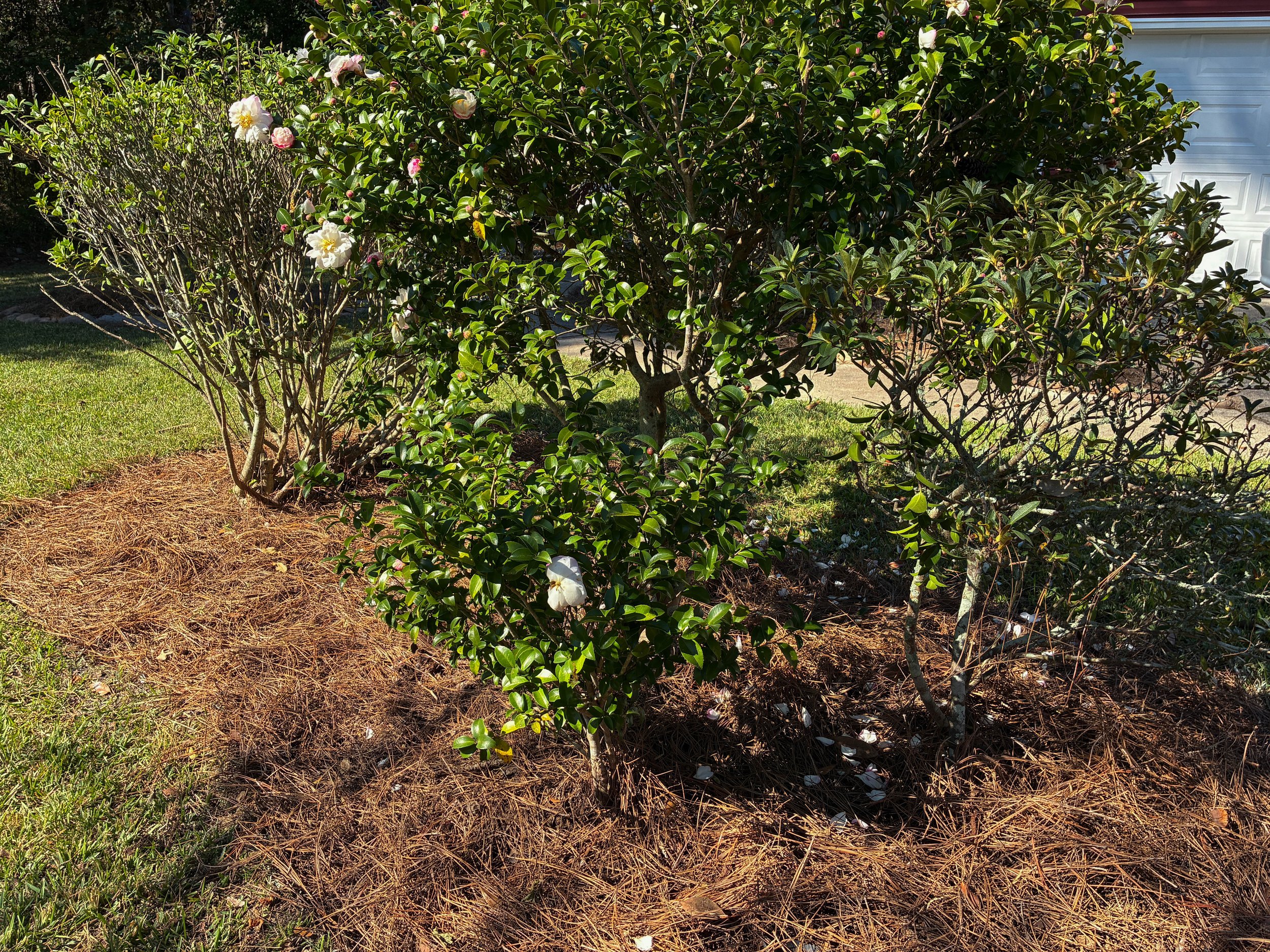 lawncleanup6.jpg