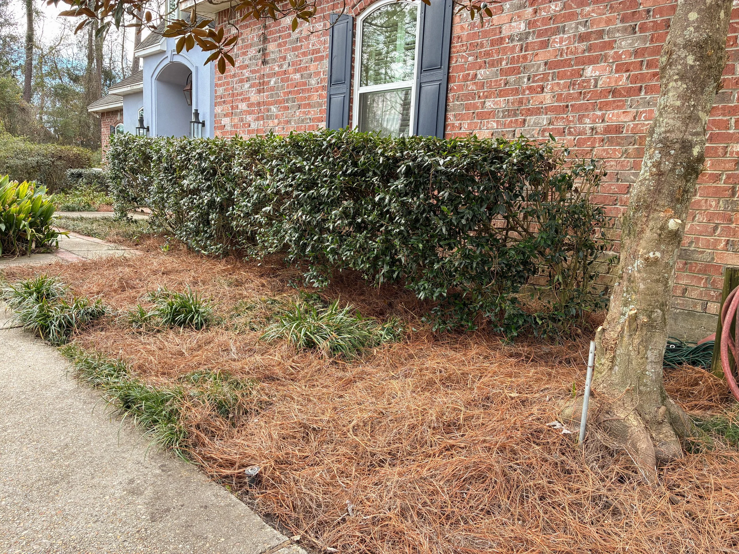 an after image of the garden bed cleaned up, trimmed, and pinestraw mulched