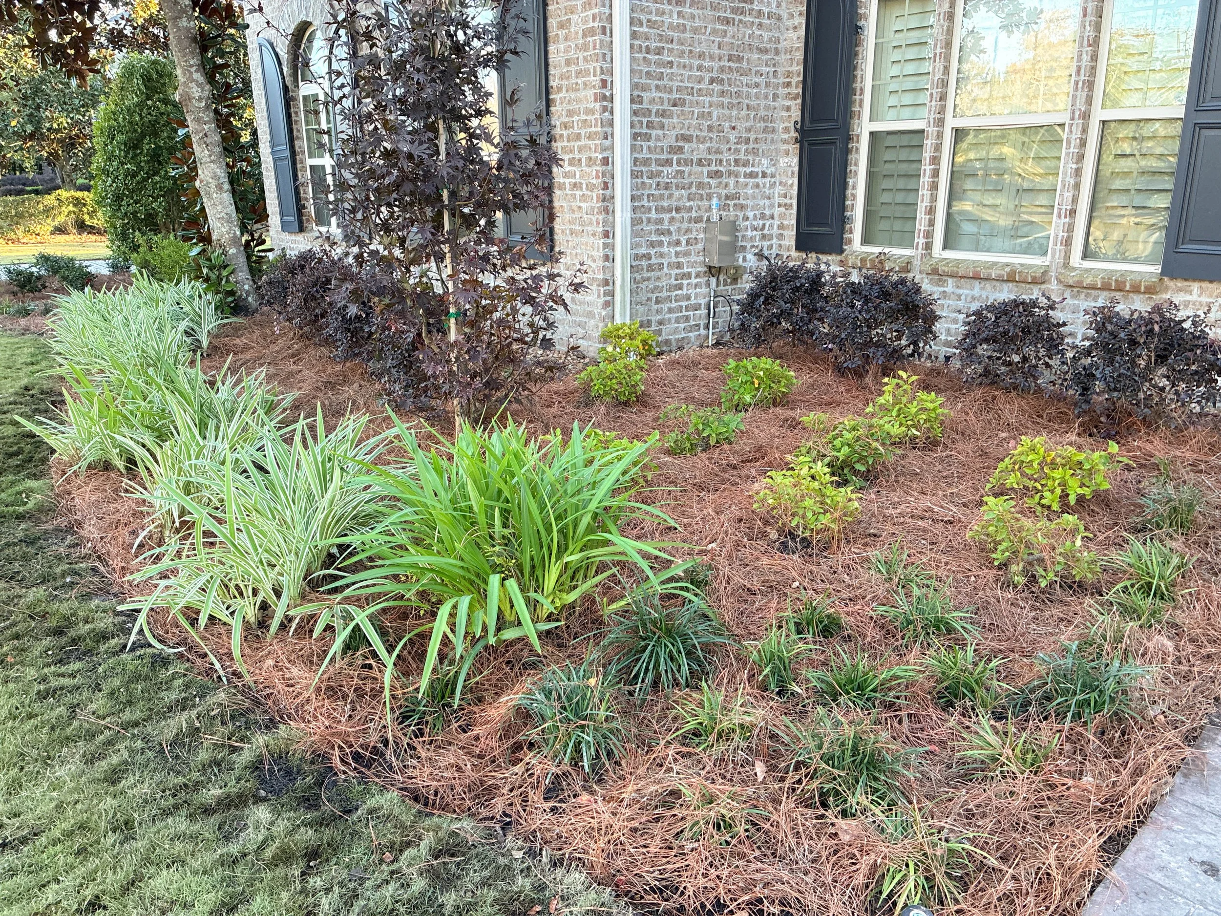 garden bed with liriope, camellias, and dianella