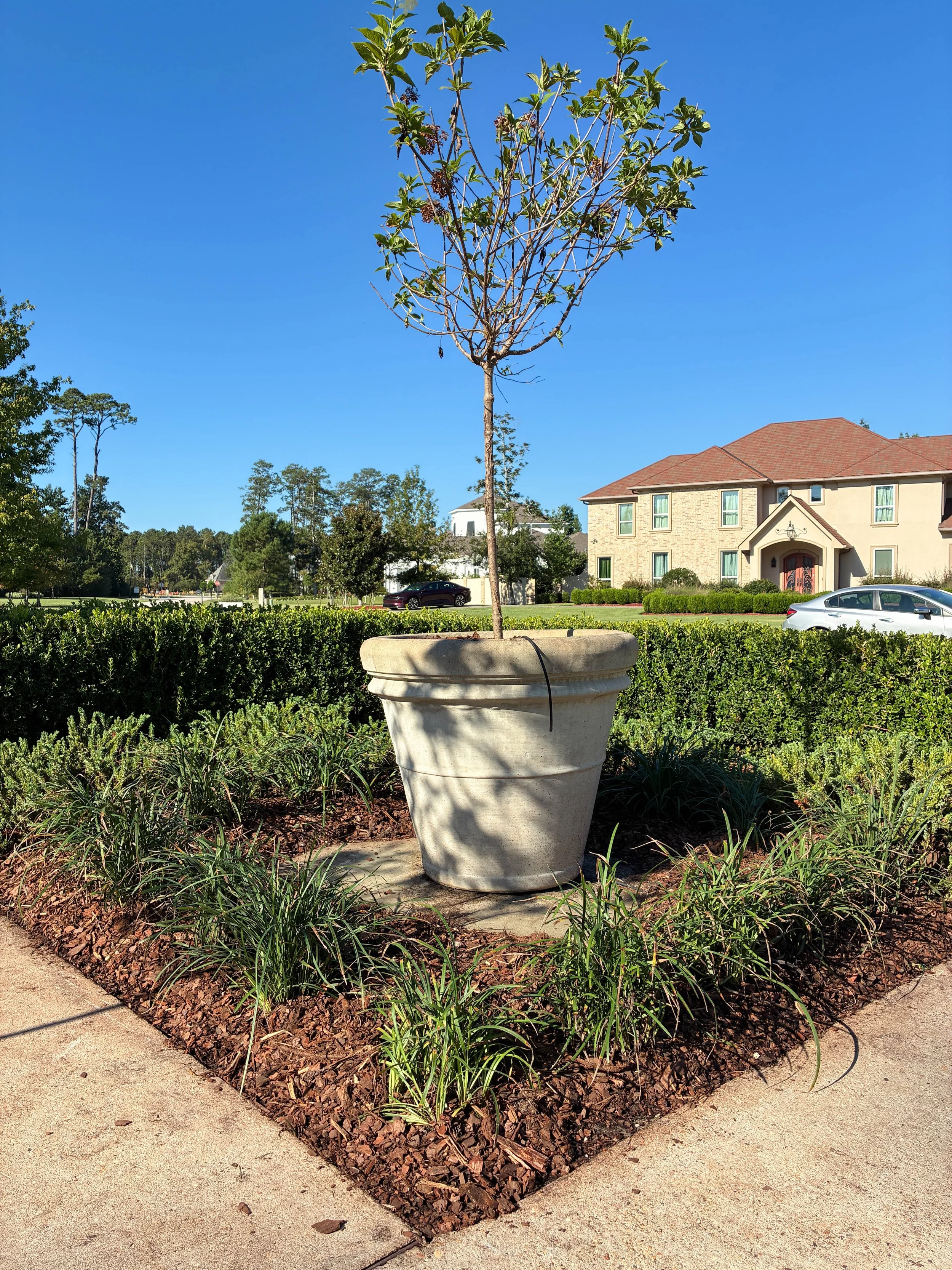 other corner with tree in planter and liriope surrounding it