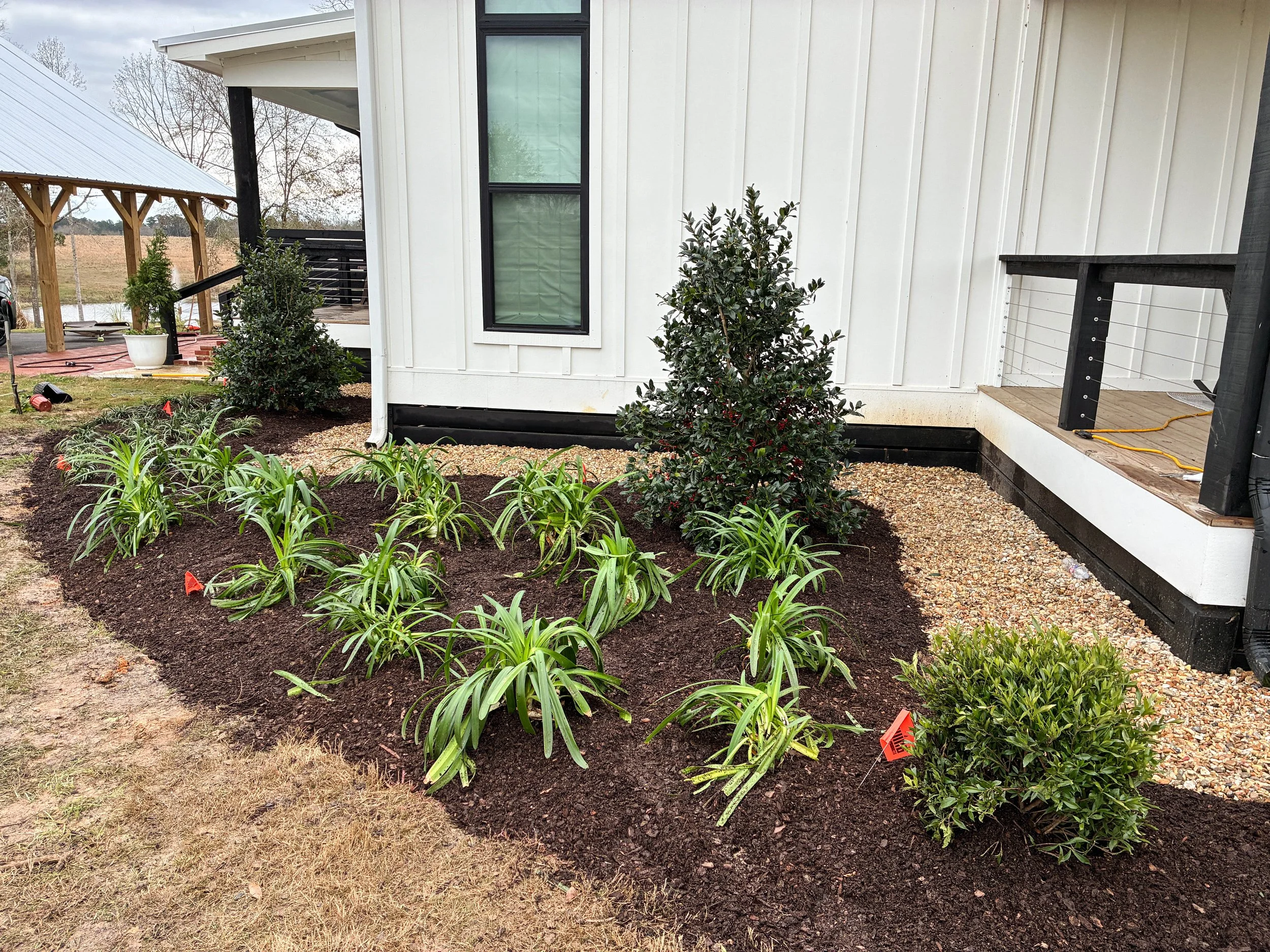 image of lily of the nile plants and hollies mulched with a deep, dark brown mulch that looks similar to soil