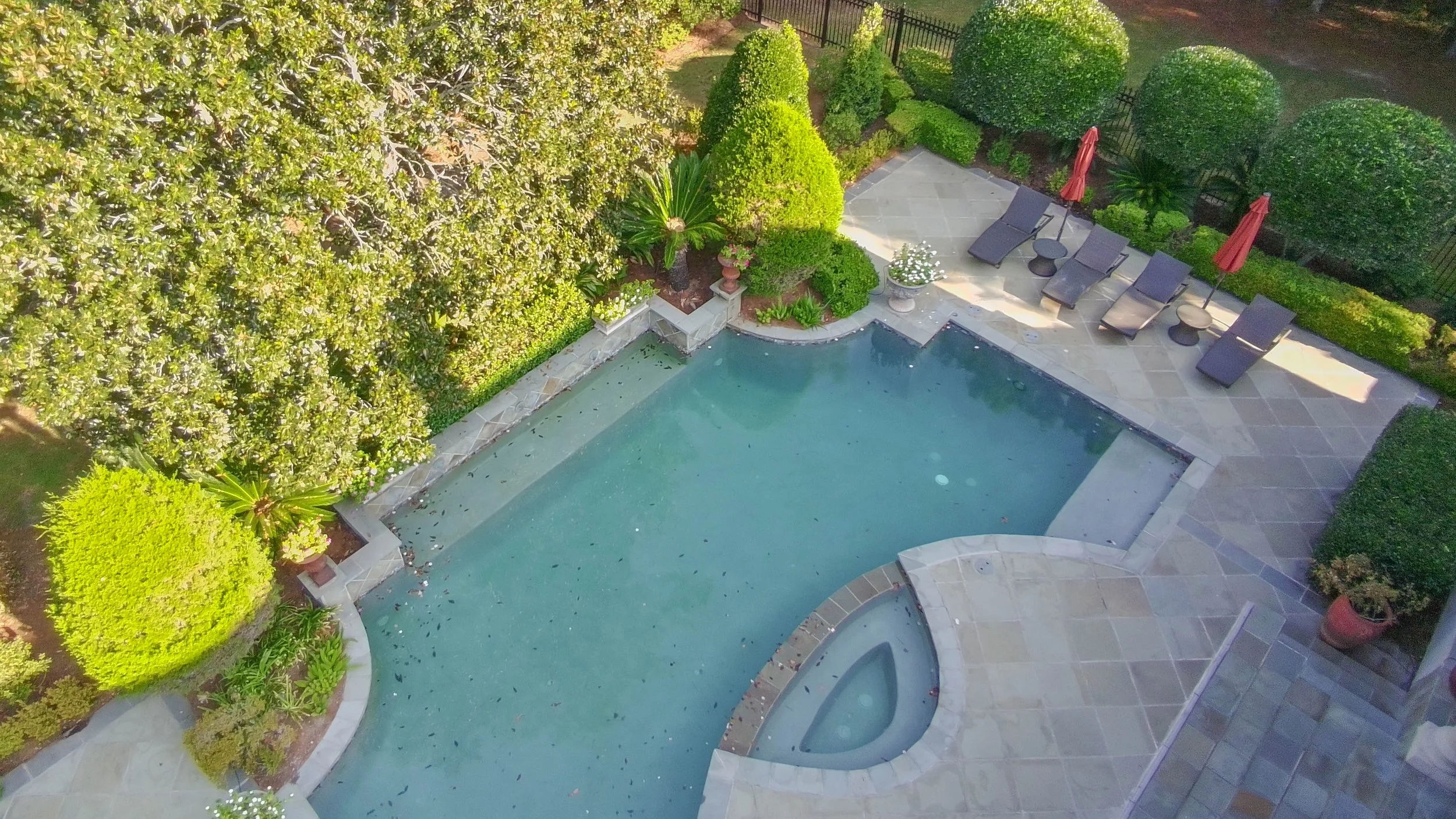 drone picture of a pool with tall landscaping behind it
