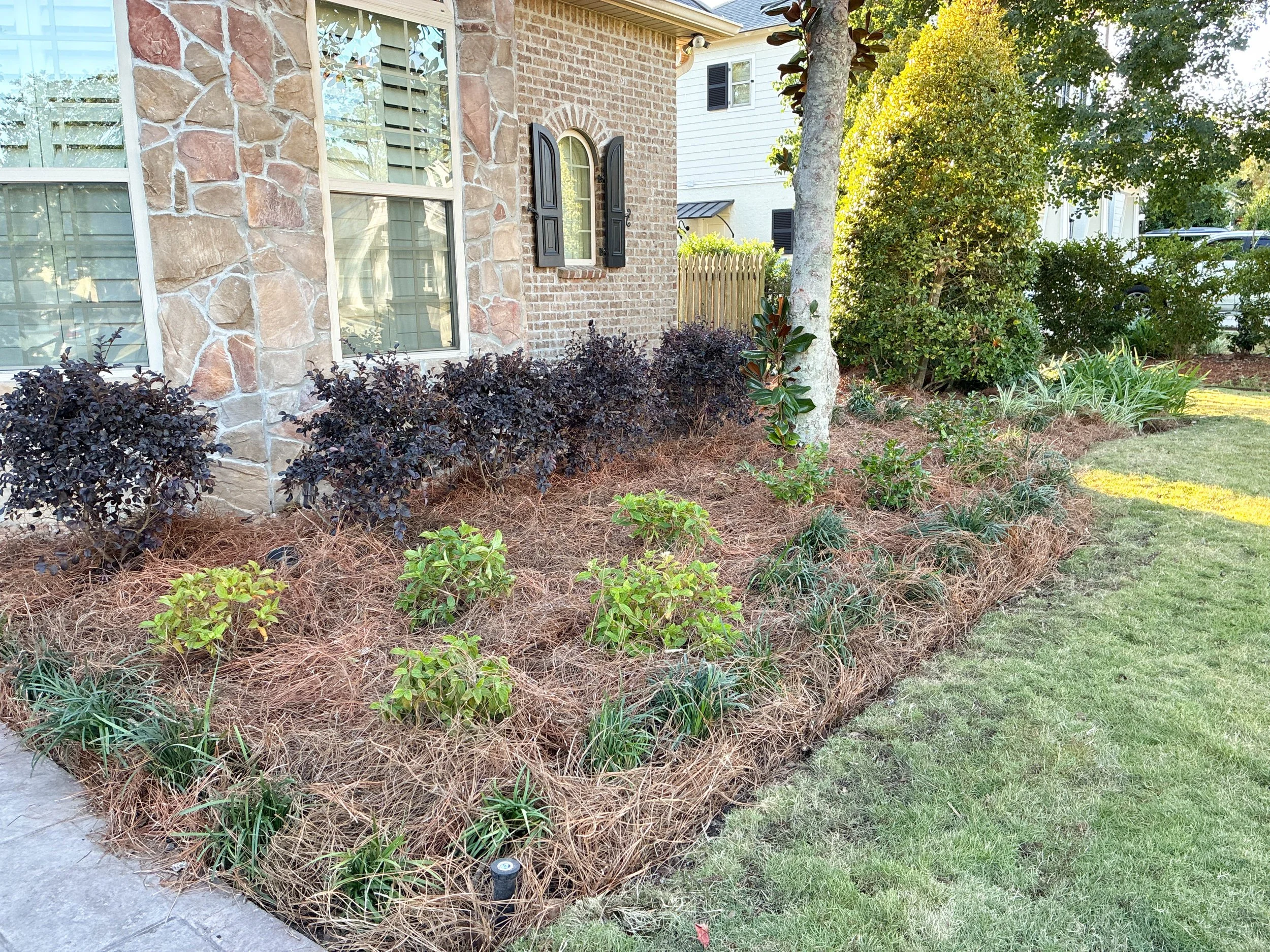 garden bed with liriope and camellias
