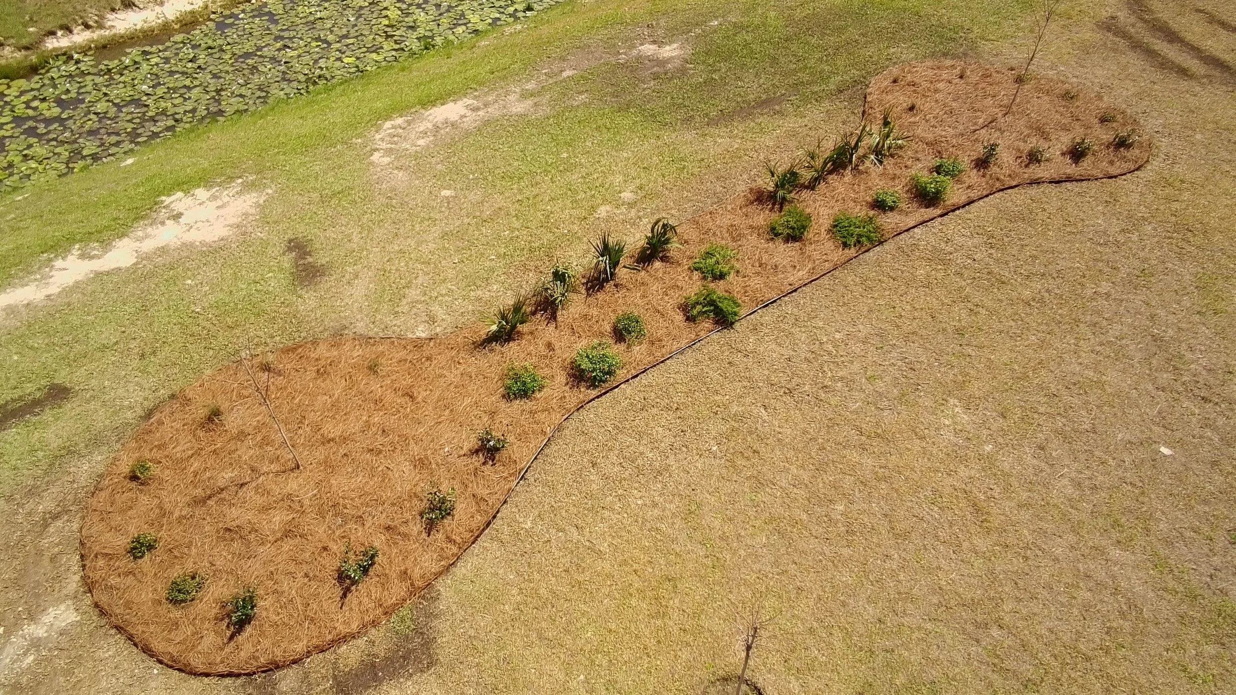 garden bed that is shaped like a dog bone with a variety of plants inside