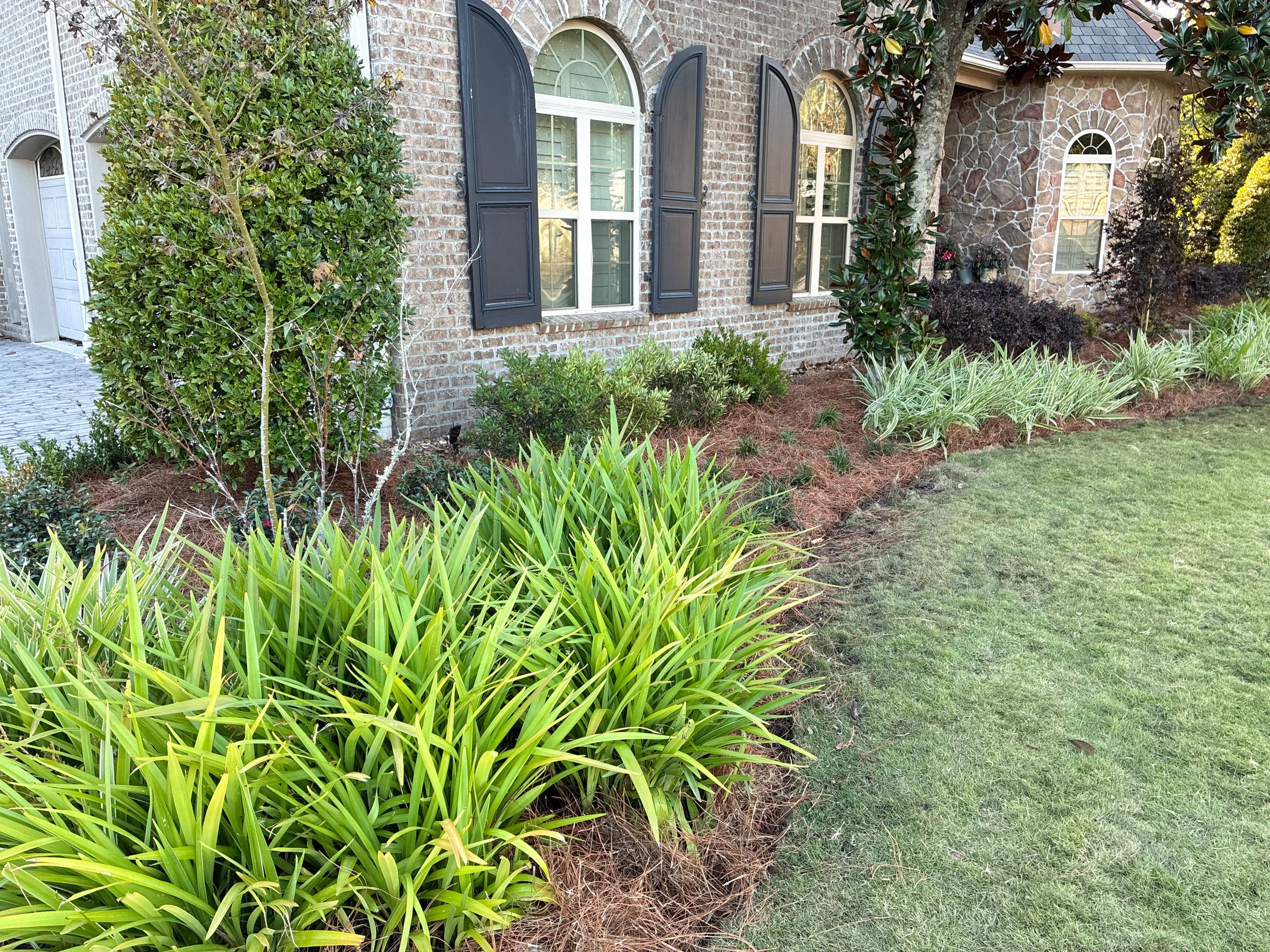 same garden bed as before with a different angle, same plants: liriope, dianella, camellias