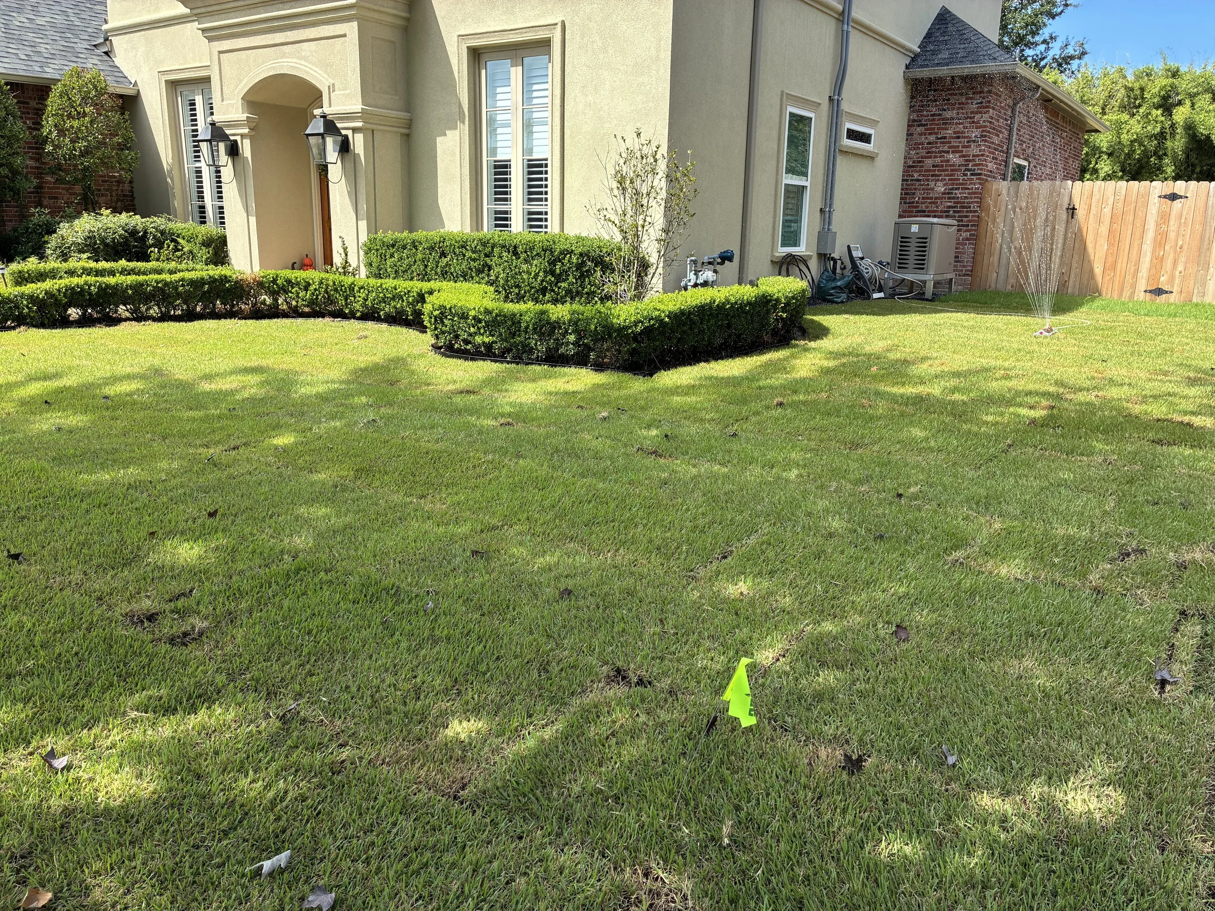 whole lawn sod install