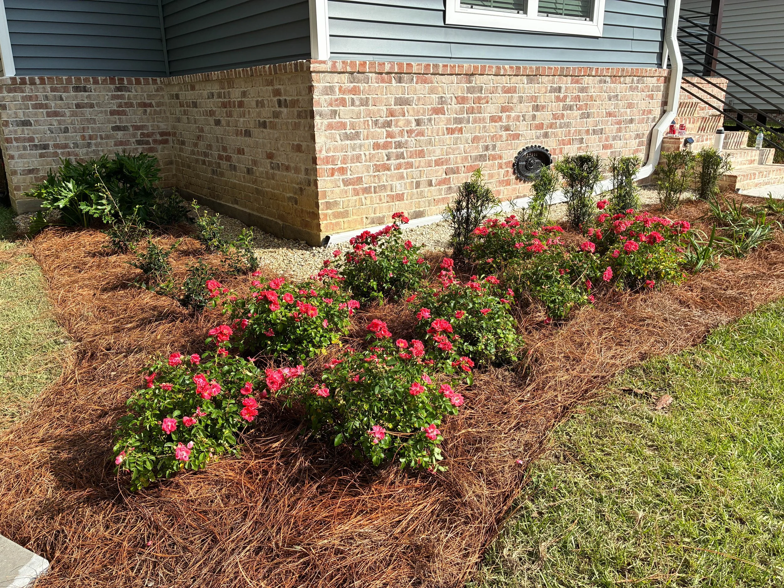 garden bed that connects to another garden bed. mainly roses