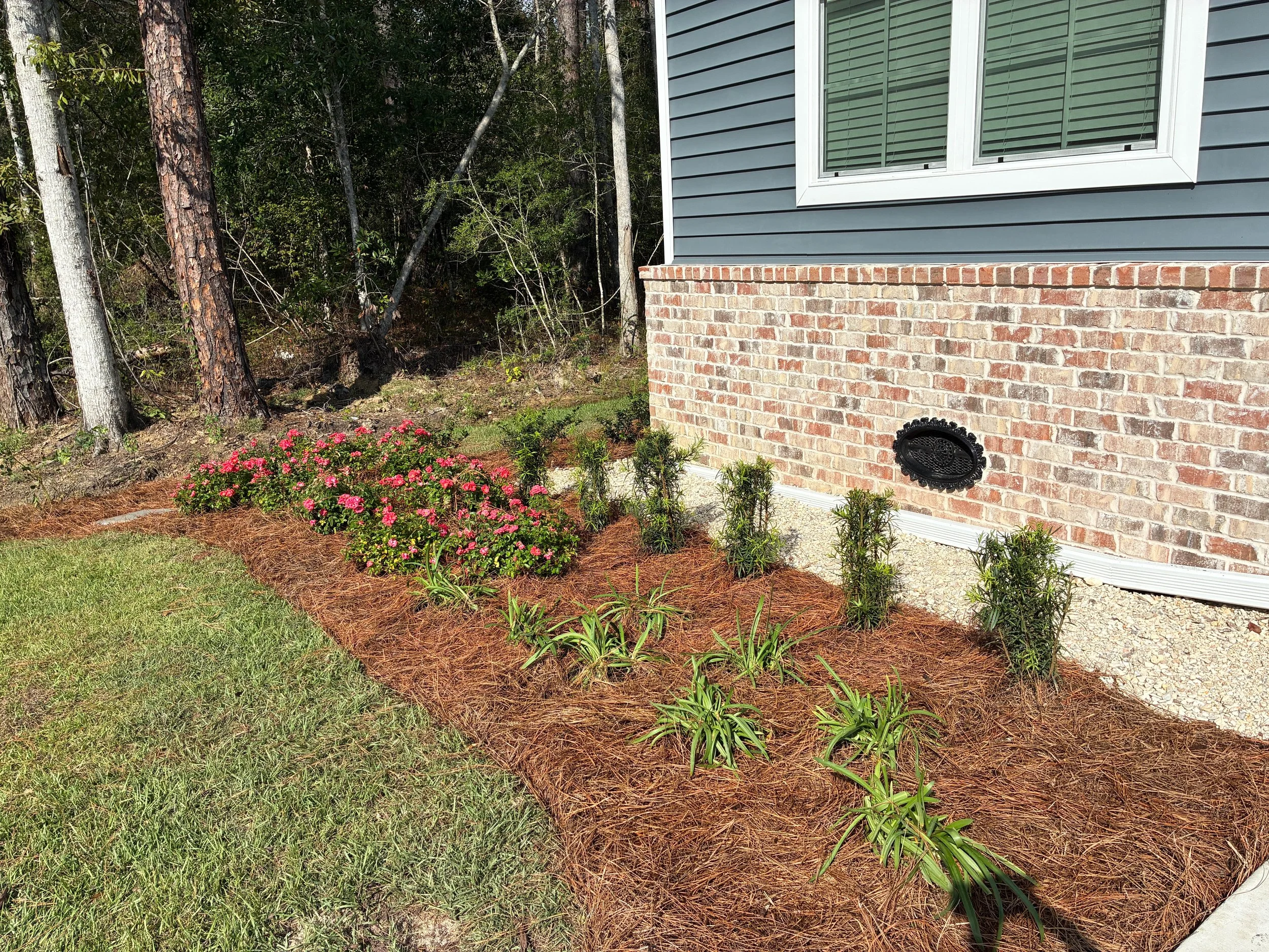garden bed with yew