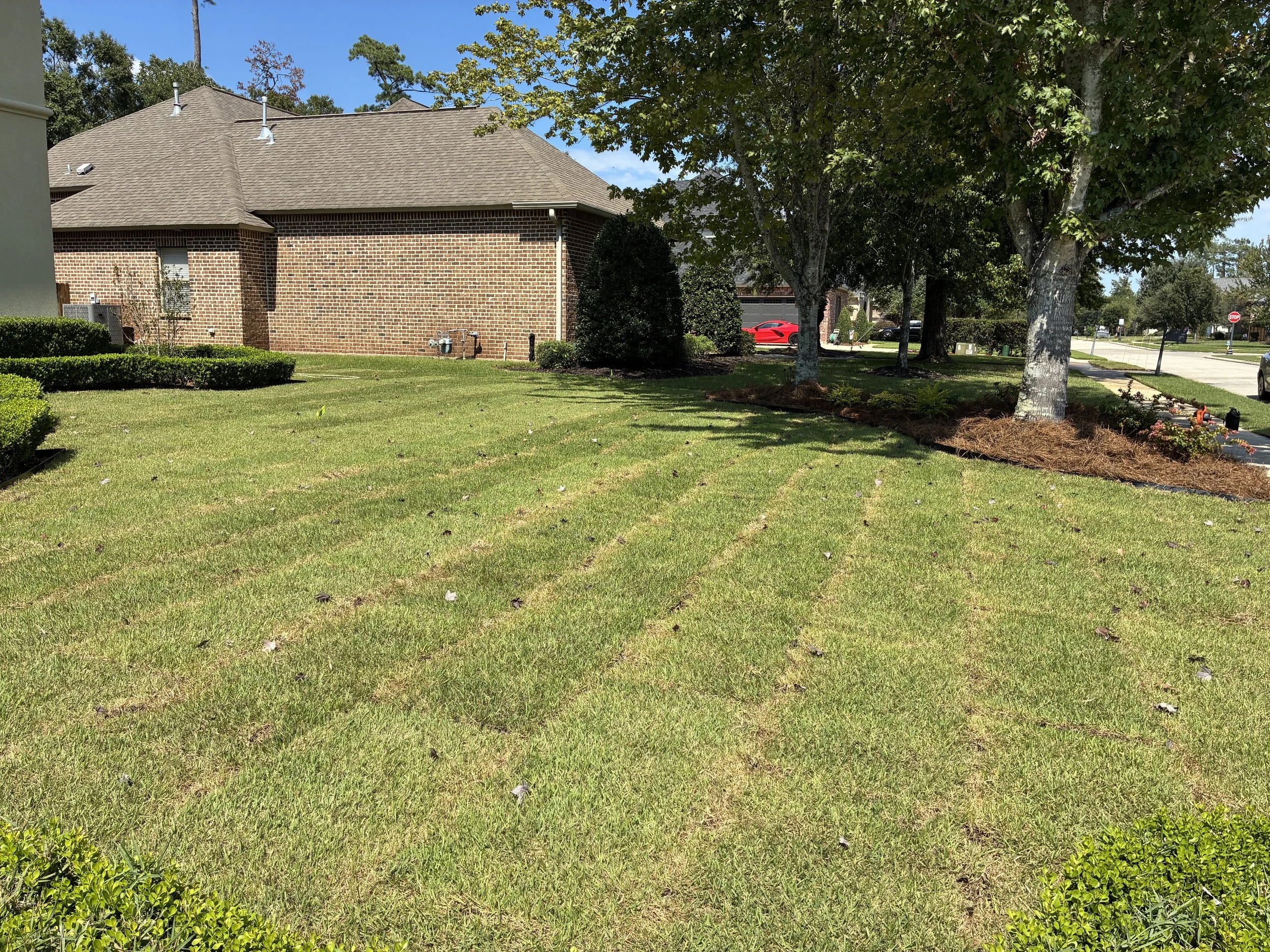 whole new lawn of fresh sod