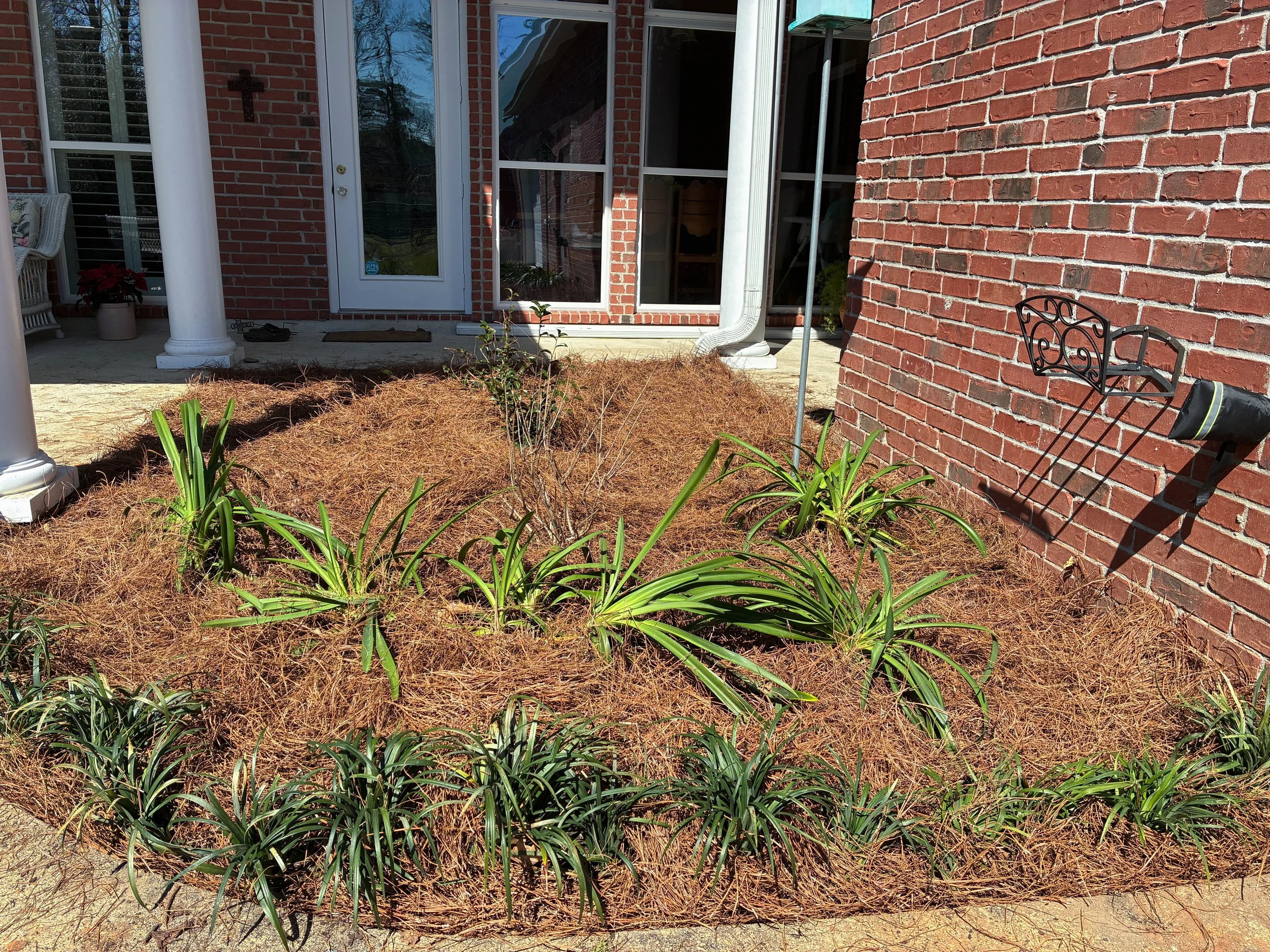 garden bed with liriope, agapanthus, and pinestraw